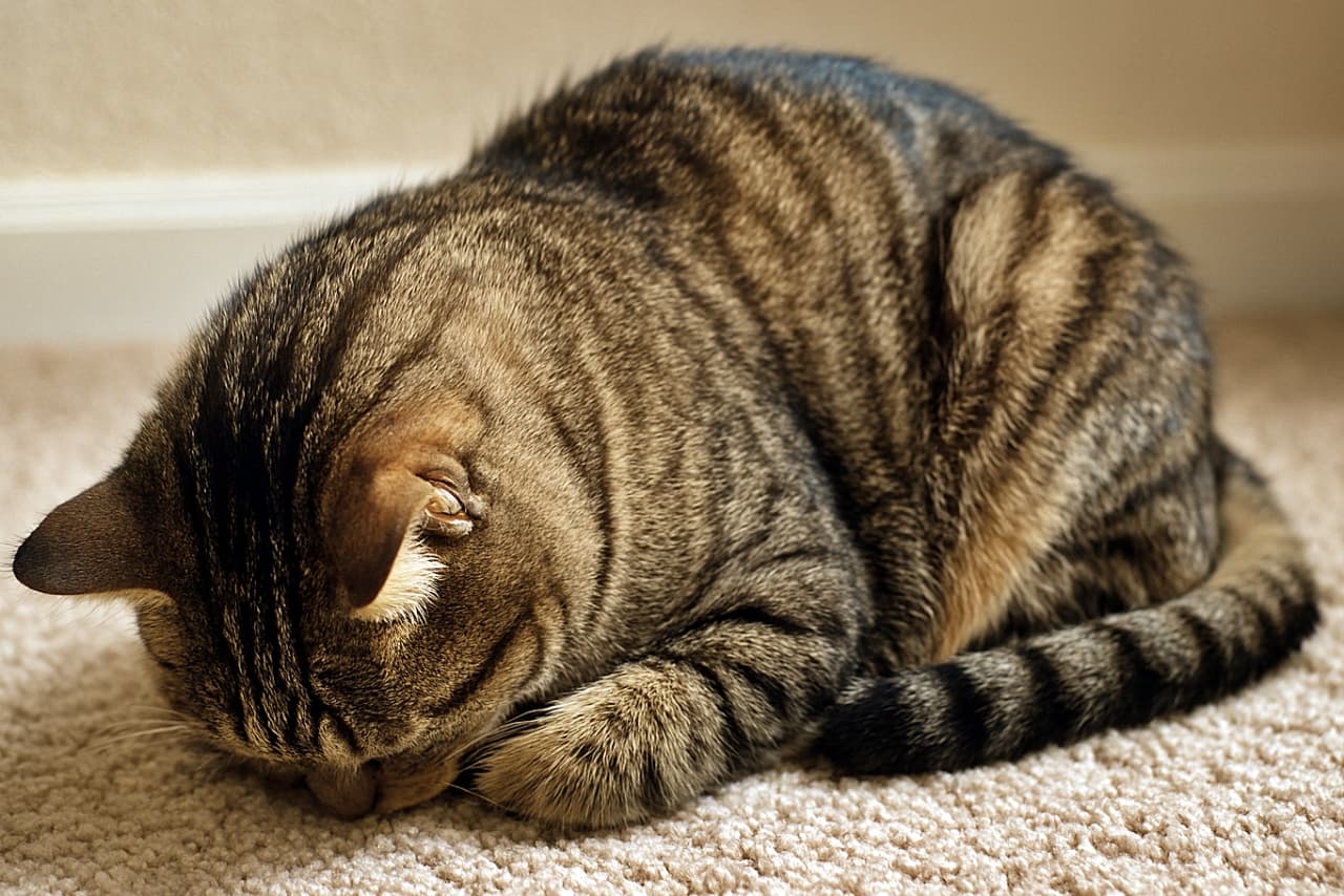 茶トラ柄の猫がカーペットに顔をうずめて前足を折りたたみ、謝っているような「ごめん寝」ポーズをしている