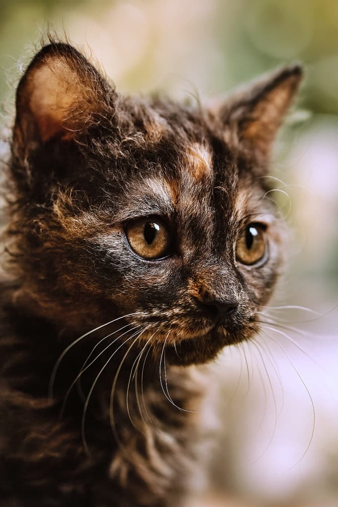 45度の角度から撮影されたトーティシェル柄のLaPerm子猫の顔の超接写写真。柔らかな自然光に照らされ、好奇心に満ちた大きな琥珀色の瞳と繊細な白いひげが際立つ。背景は緑と黄の柔らかなボケで、屋外の穏やかな雰囲気を感じさせる。巻き毛の額と頬、焦点の合った左耳の細かな毛並みがリアルに描写されている