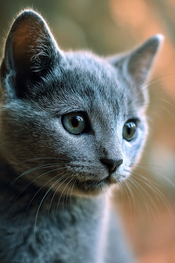 青みがかったグレーの毛並みを持つロシアンブルーの子猫が、顔の右側を45度の角度で見せている。大きく澄んだ好奇心に満ちた瞳、繊細な白いひげ、柔らかな自然光に照らされた毛並みが、背景の暖かいボケと調和している。マクロレンズで撮影された極めて精密なクローズアップ