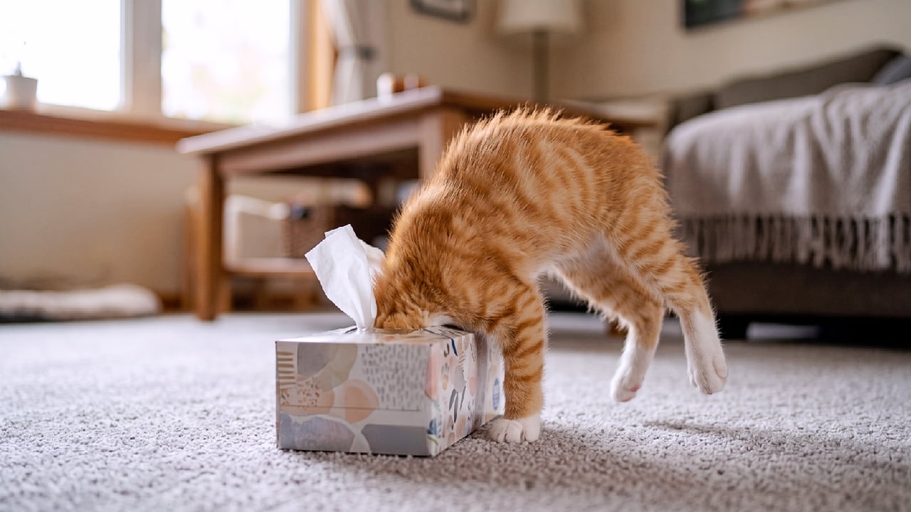 「「この中に絶対何かいるニャ!」ティッシュ箱に全力ダイブする白足袋茶トラちゃんが大パニックでお尻浮いてる🤣🤍 #猫のいる生活 #おもしろ猫 #子猫の好奇心」Ultra-realistic high-quality horizontal photograph of a curious ginger and white kitten with its entire head inserted vertically into the narrow opening of a patterned tissue box. The kitten's back is arched in surprise, hind legs flailing slightly in the air for balance, with a single tissue sticking out beside its neck, set against a beautifully blurred background of a warm, cozy living room. リビングルームの明るいグレーのカーペットの上で、お洒落な柄のティッシュボックスの取り出し口に顔を完全に突っ込んでいる茶トラ白(白足袋)の子猫。顔は見えず首から下だけが見えており、驚いたように背中を高く丸め、後脚をふわりと浮かせてバランスをとっているアクロバティックなポーズ。首元からはティッシュが1枚覗き、背景には木製のローテーブルやソファが温かみのあるボケ味で美しく描写されている