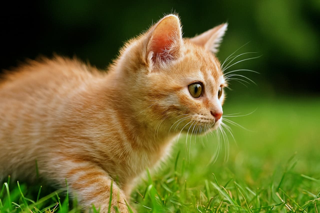 「ふわふわ茶トラ、光をまとってターゲット発見✨🍊」An orange tabby kitten crouches in green grass, its head turned sharply to the side, with soft fur glowing in natural light. 緑の草むらで身をかがめる茶トラ子猫。横向きの顔とふわふわの毛並みが自然光に輝く