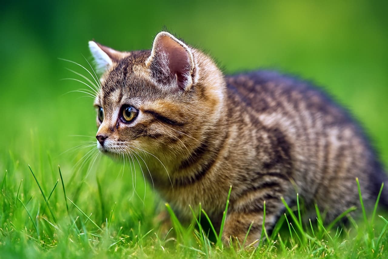 「首筋ビシッ！狙いを定めたハンター顔😼🌿」A tabby kitten crouches in tall green grass, its head turned to the left, with intense focus and a strong neck line visible. 背の高い草の中で身をかがめるキジトラ子猫。左を向いた顔と首のラインがくっきり見える