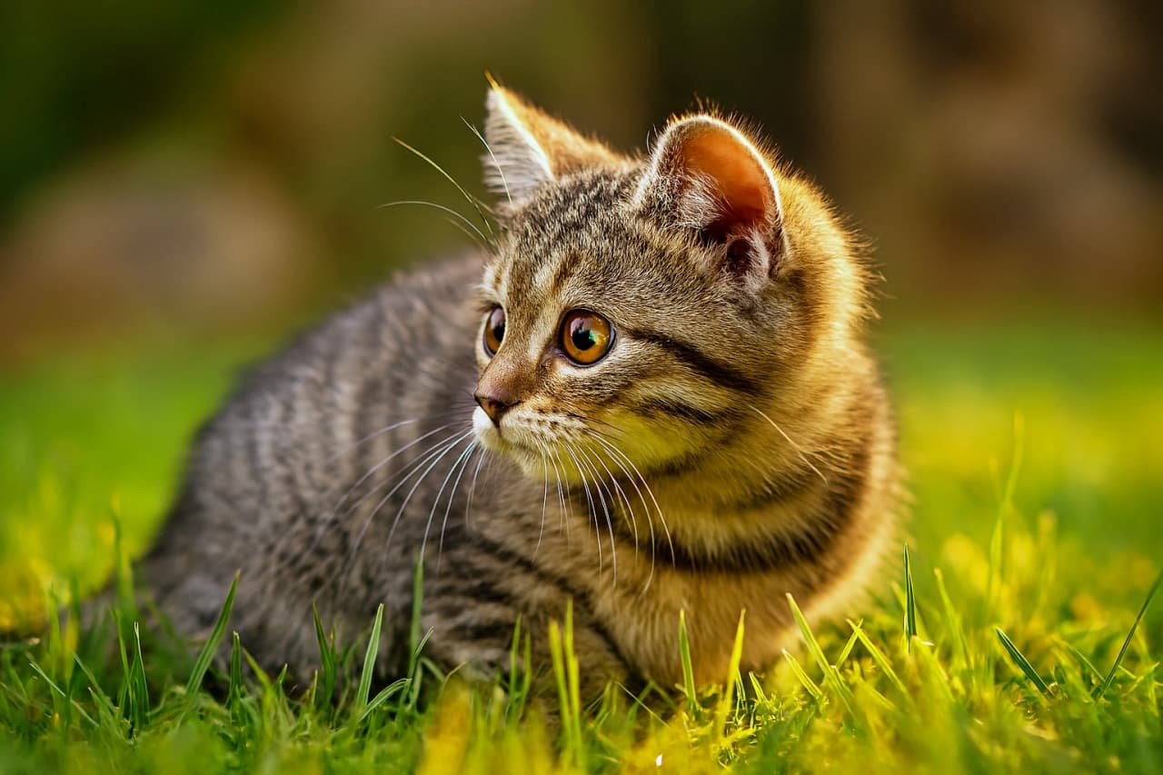 「夕陽のスポットライト！キラキラ瞳でロックオン🌇🐱」A tabby kitten crouches in sunlit grass, its head turned to the side with amber eyes wide open, bathed in warm golden light. 日差しに照らされた草の中で身をかがめるキジトラ子猫。横向きの顔と大きな琥珀色の瞳が印象的