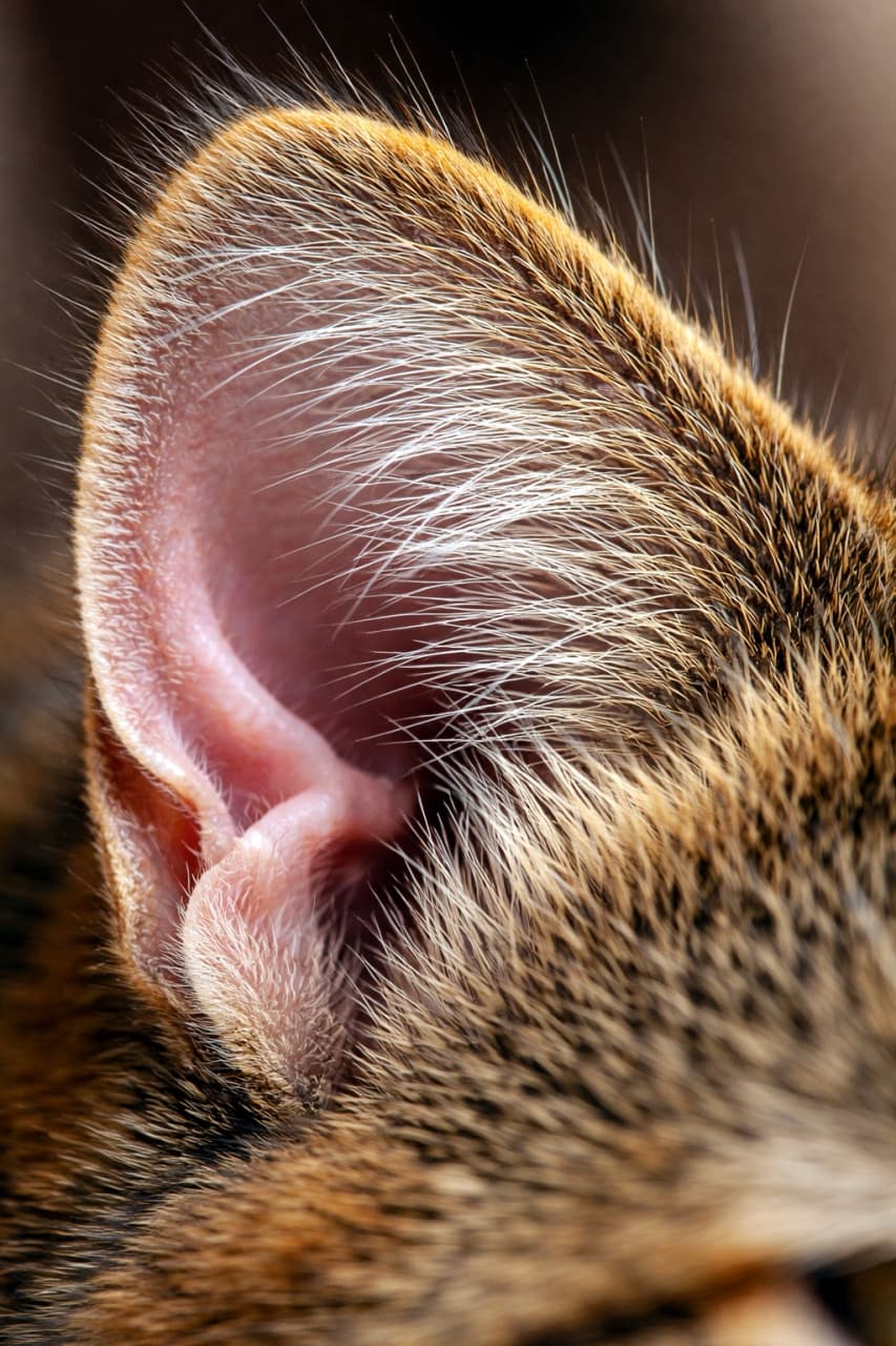 「猫好きならつい見ちゃう⁉️🐈 耳の付け根にある「ヘンリーズポケット」のドアップです✨ もふもふ感がたまらない〜！」Ultra-realistic high-quality macro photograph of a cat's ear, focusing on the marginal pouch (Henry's pocket) at the base. Intricate details of the fur and skin structure are clearly visible. 猫の耳を横から捉えたマクロ撮影の写真。耳の外側の付け根にある「ヘンリーズポケット（縁皮嚢）」と呼ばれる特徴的なスリット構造と、細く美しい耳毛の質感が非常に鮮明に写し出されている