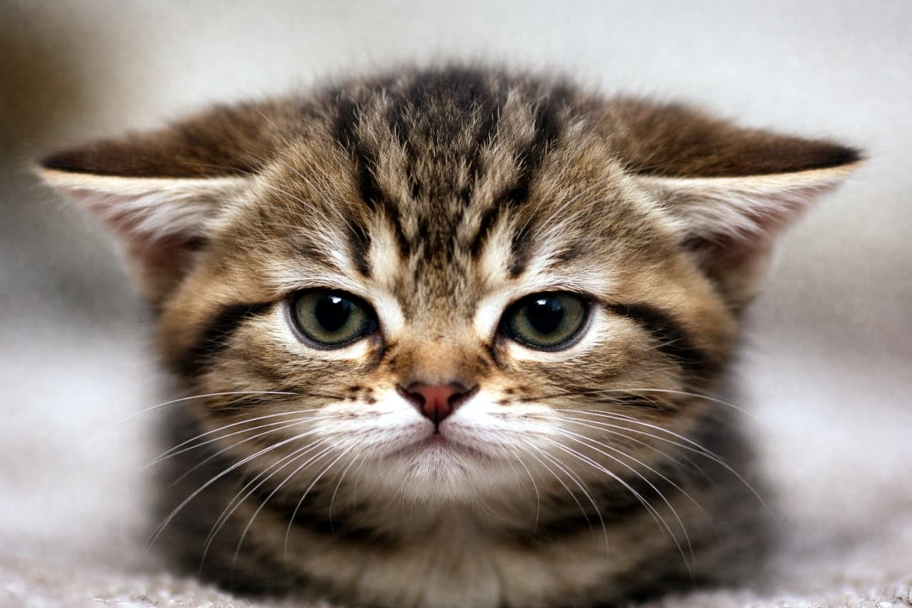 「えっ、なになに⁉️🙀 お耳をペタンとさせた「イカ耳」姿が可愛すぎる子猫ちゃんにキュン死確定💘」Ultra-realistic high-quality photograph of an adorable tabby kitten looking directly at the camera with wide eyes and flattened "airplane ears", conveying a cute, surprised expression against a soft background. 正面を見つめるキジトラの子猫。耳を横にペタンと倒したいわゆる「イカ耳（飛行機耳）」の状態で、まん丸の大きな瞳で驚いたような愛らしい表情を浮かべている。背景は明るくボケている