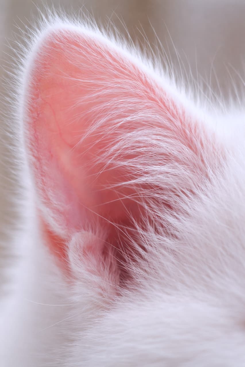 「猫の耳ってこんなに神秘的！🐈✨ ピンク色のお耳とふわふわの産毛の美しさに吸い込まれそう…🤍 #猫の耳 #マクロの世界」Ultra-realistic high-quality macro photograph capturing the inside of a white cat's ear, beautifully detailing the translucent pink skin and delicate white fuzz. 白い猫の耳の内部を捉えたマクロ撮影の高画質写真。透き通るようなピンク色の皮膚と繊細な白い産毛のディテールが美しく表現されている