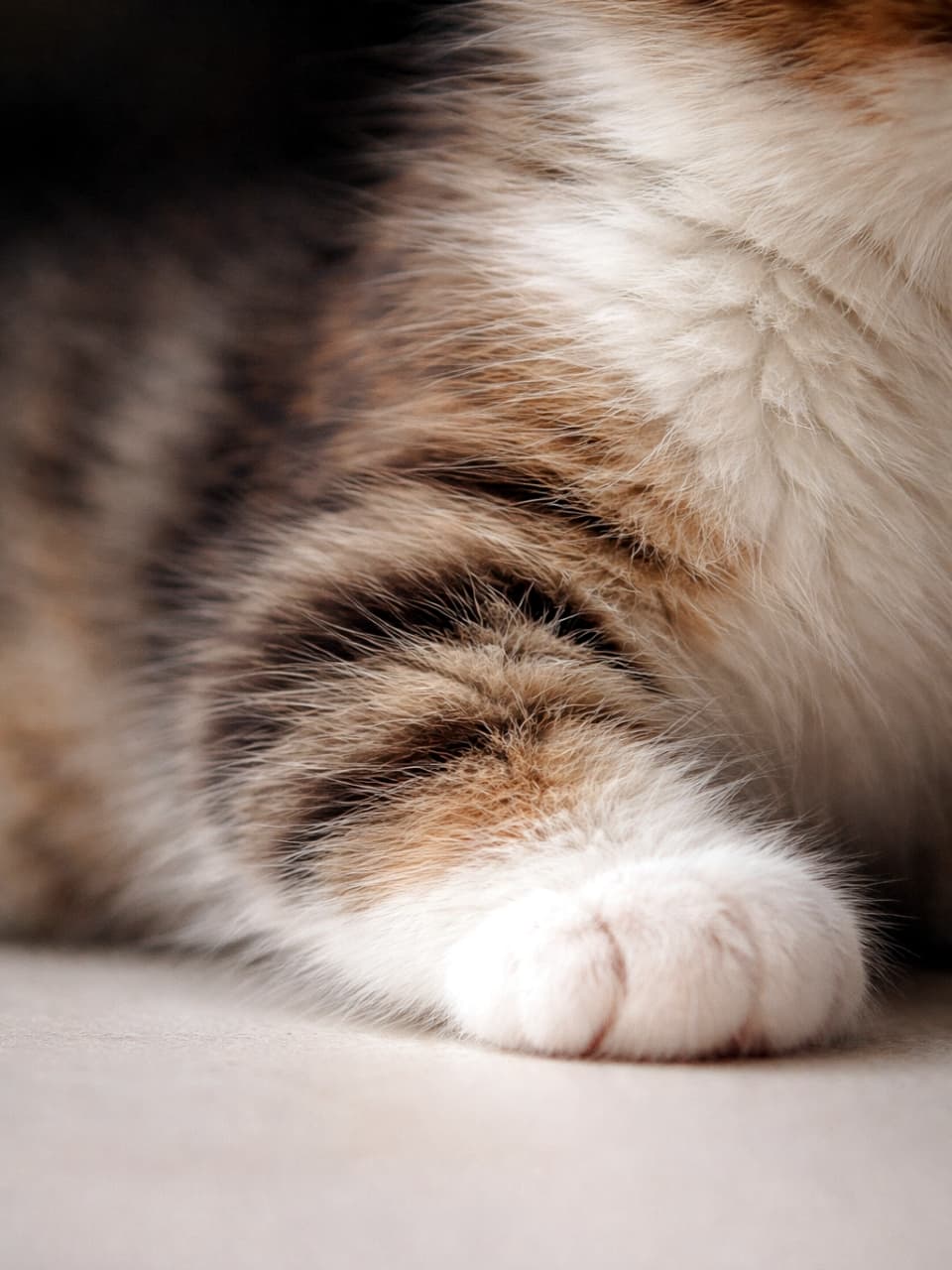 「このもふもふ感、伝わりますか？☁️💕 ずっと触っていたくなるような極上のおててです🐾✨ #猫のパーツ #もふもふ部」Ultra-realistic high-quality photograph featuring a close-up of a fluffy kitten's paw with tabby and white fur, highlighting the soft texture and details. キジトラ模様と白い毛が混ざった子猫の前足（おてて）のクローズアップ写真。一本一本の毛の柔らかさや質感が詳細に描写された、温かみのある高画質なマクロ撮影