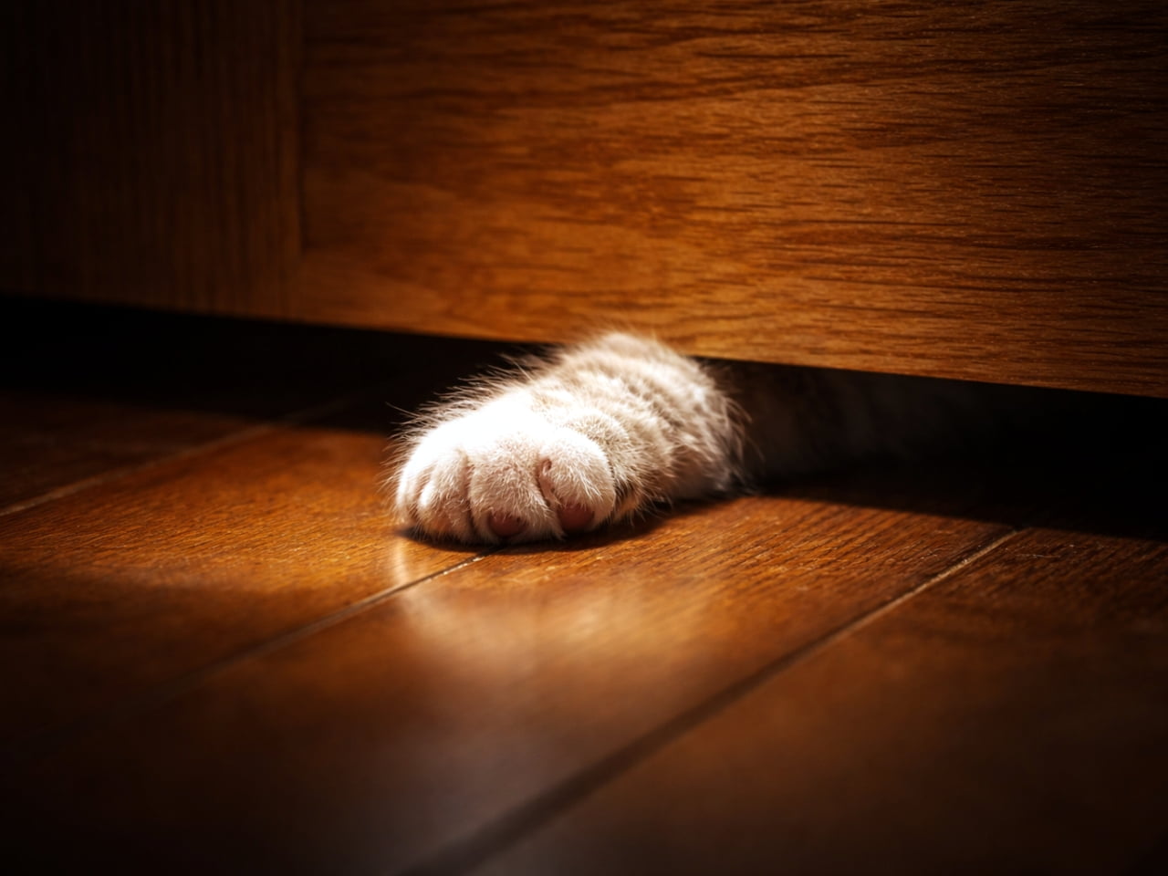「ドアの下からチラリ🐾「入れて〜！」って声が聞こえてきそうなおててがたまらないですよね🥺✨」Ultra-realistic high-quality photograph of a fluffy kitten's paw reaching out from under a wooden door onto a hardwood floor, with warm lighting. 木のドアの隙間からフローリングの床に差し出された、ふわふわの子猫の前足のクローズアップ。暖かみのあるライティングと影が印象的な写真