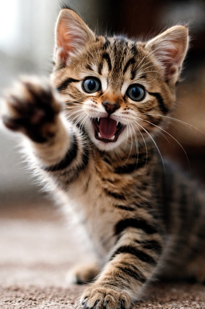 「「えいやっ！」🐾元気いっぱいで遊んでアピール全開の姿に、思わず笑顔になっちゃいますね😆✨」Ultra-realistic high-quality photograph of a playful tabby kitten reaching its paw out to the camera with its mouth open. カメラに向かって元気よく前足を伸ばし、口を大きく開けてじゃれつくキジトラ子猫の躍動感ある写真