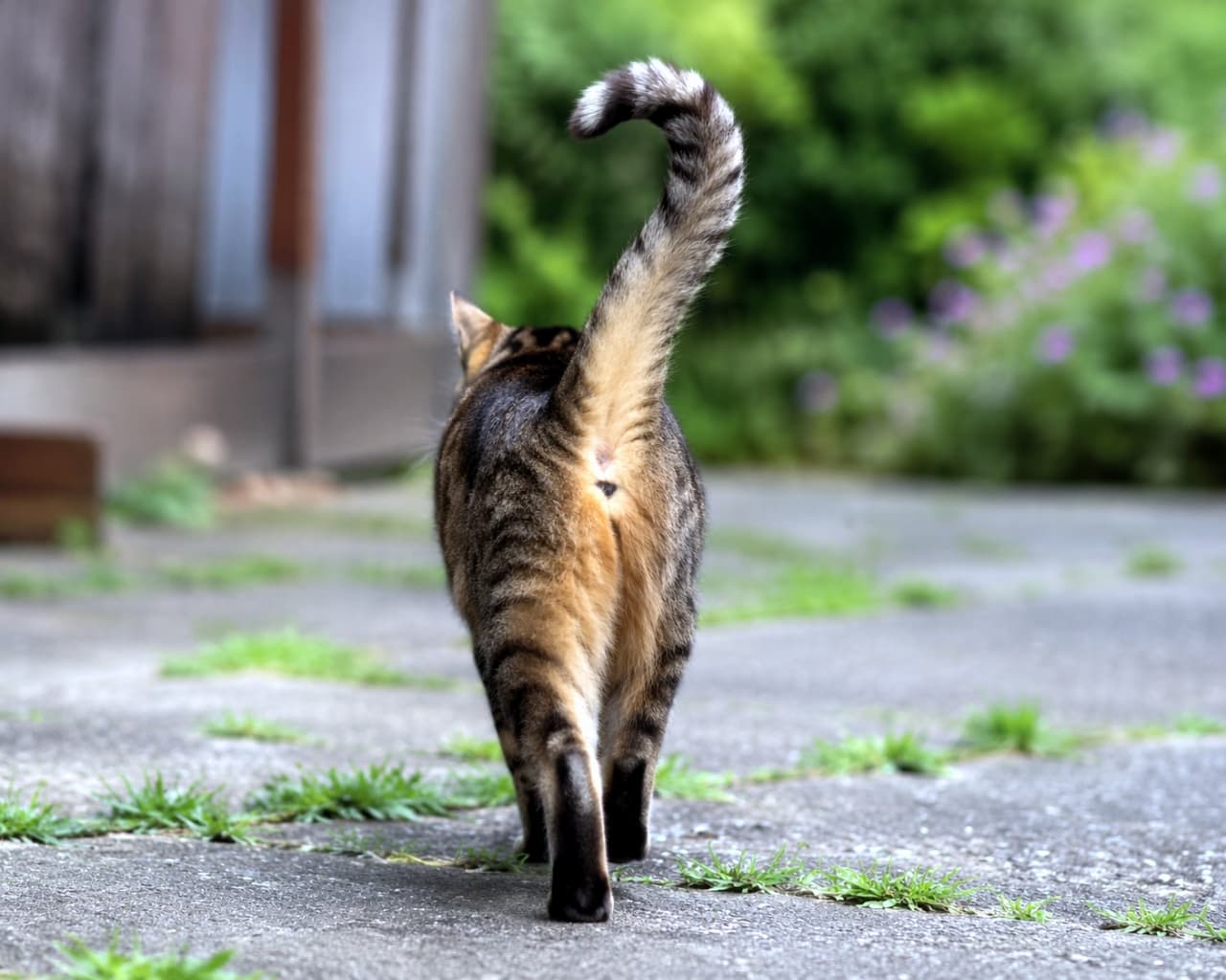 「しっぽピン！でご機嫌さん🎶✨お外をお散歩中の猫ちゃん、今日はどこを探検するのかな？🐾☀️」Ultra-realistic high-quality photograph of a tabby cat walking away on an outdoor path, showing its back and a highly raised tail with a curled tip. 屋外の道を、先が少し曲がった尻尾を高く上げてご機嫌に歩いて遠ざかるキジトラ猫の後ろ姿のリアルな高画質写真
