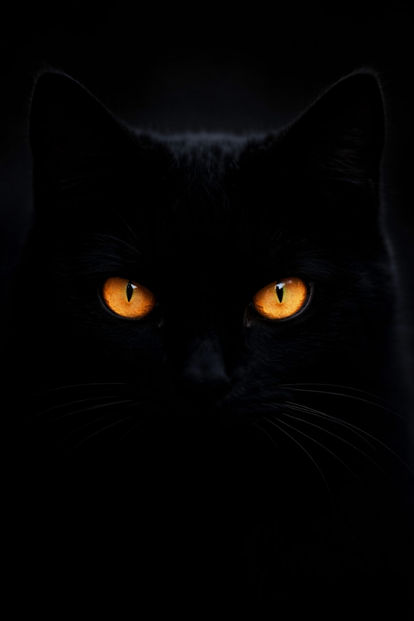「暗闇から見つめるクールな視線に釘付け👀✨かっこよすぎる黒猫ちゃんの極上ポートレート🐈‍⬛🖤 #黒猫部 #イケメン猫 #猫写真」Ultra-realistic high-quality photograph of a black cat looking directly at the camera with glowing orange eyes against a dark background, cinematic portrait shot. 暗い背景の中、鋭くも美しいオレンジ色の瞳でこちらを見つめる黒猫のポートレート写真。耳のシルエットが微かに見え、神秘的な雰囲気が漂う