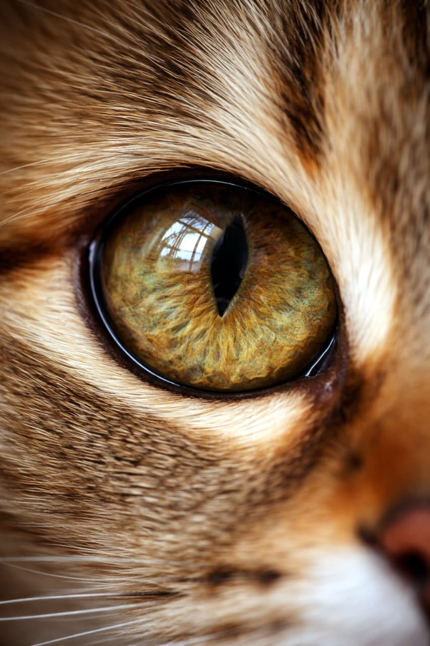「吸い込まれそうな琥珀色の瞳…👁️✨ 瞳に映る窓の景色から、猫ちゃんの見ている世界を想像しちゃうニャ🐾 #猫好きさんと繋がりたい #にゃんこ」Ultra-realistic high-quality photograph featuring a close-up of an amber cat eye. The sharp vertical pupil and beautifully gradated iris details are vividly depicted, with a window-like reflection on the surface. アンバー（琥珀色）の猫の瞳のクローズアップ写真。シャープな縦長の瞳孔と、美しいグラデーションを描く虹彩の細部が克明に描写され、表面には窓枠のような光が反射している高画質画像