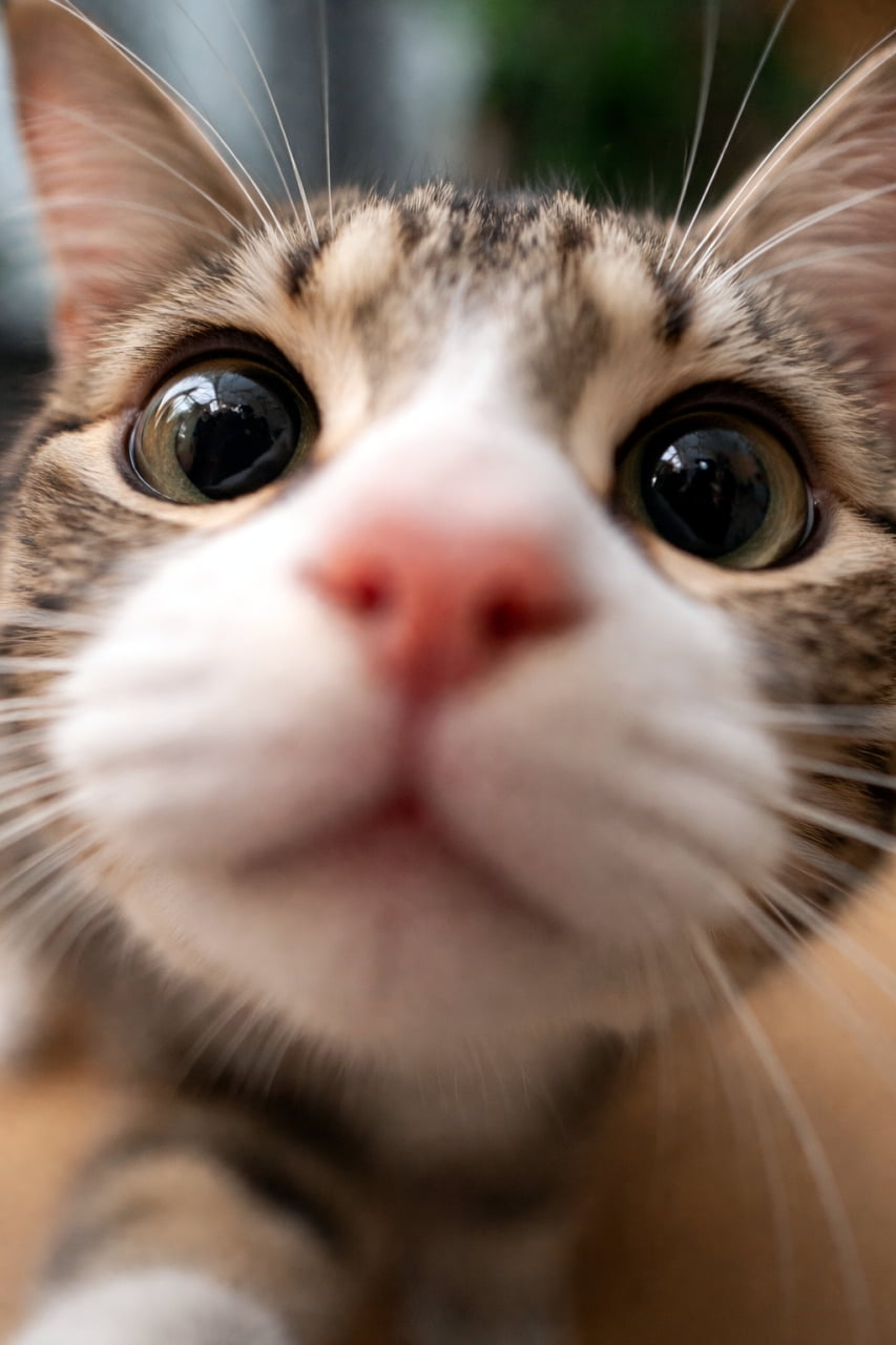 「近すぎっ！😂 興味津々なお顔とピンクのお鼻がたまらない〜💖 画面から飛び出してきそう！ #猫好きさんと繋がりたい #にゃんすたぐらむ」Ultra-realistic high-quality photograph of a curious tabby and white cat looking closely at the camera, an extreme close-up focusing on its pink nose with a softly blurred background. カメラに興味津々で顔を限界まで近づけるキジ白猫の超クローズアップ写真。ピンクの鼻が強調され、背景は柔らかくボケている