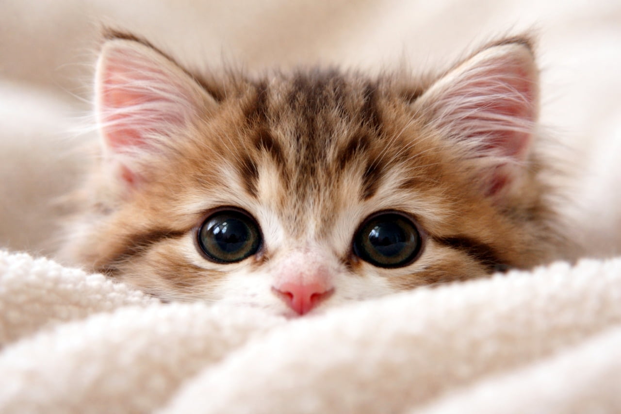 「毛布からひょっこり🐾 くりくりの大きなおめめで見つめられたら、もう反則級の可愛さ😍 #子猫 #癒し画像」Ultra-realistic high-quality photograph of an adorable kitten with big round eyes peeking over a fluffy white blanket. ふわふわの白い毛布から顔の半分だけを出して、くりくりの大きな目でこちらを見つめる可愛い子猫の写真