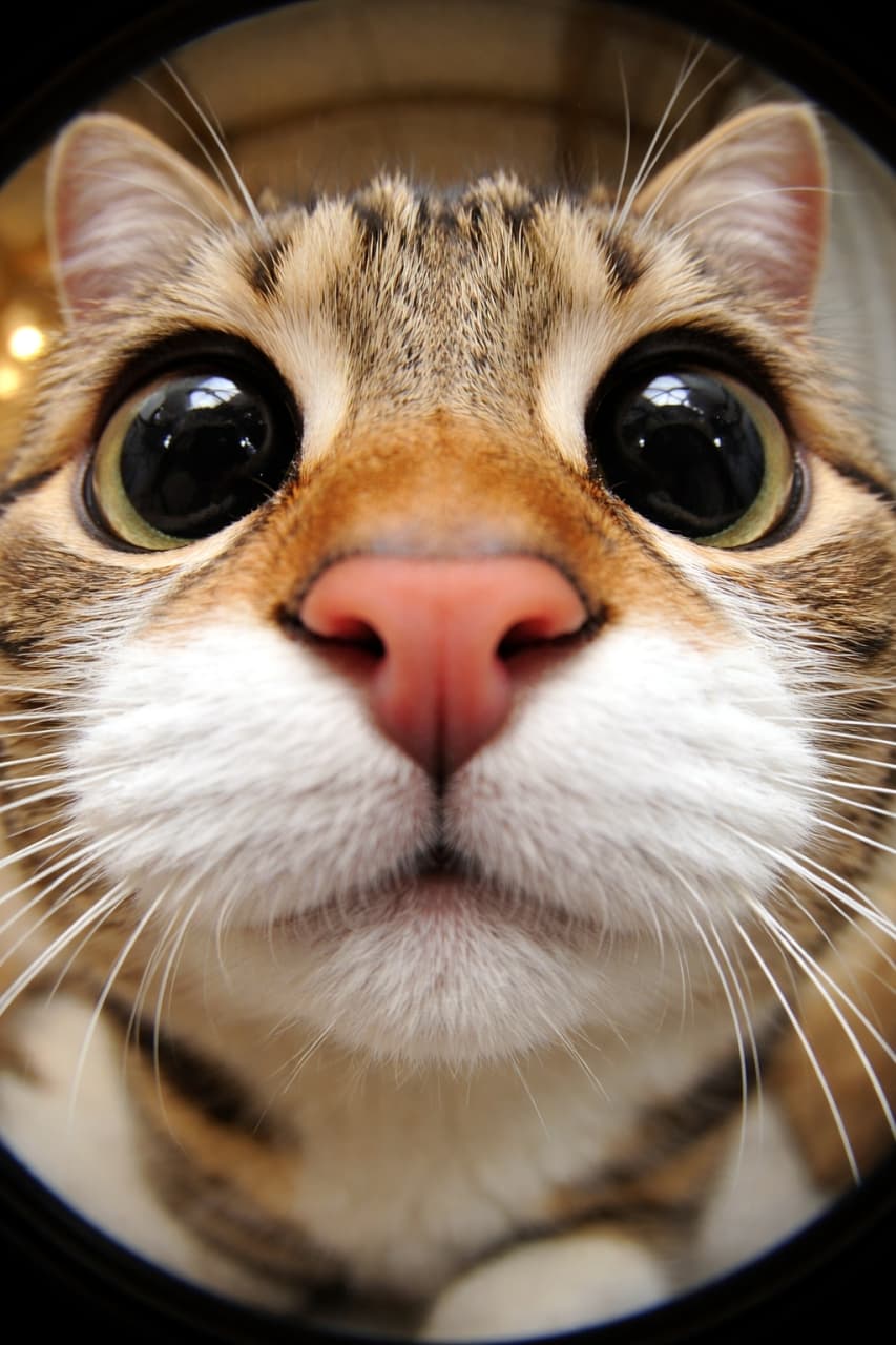 「ちかーい！！🤣 お鼻がドーンと迫ってくるおちゃめなアングルが最高！思わずクスッと笑っちゃいますね📸」Ultra-realistic high-quality photograph of a tabby cat face in extreme close-up using a fisheye lens effect, emphasizing the pink nose and huge eyes for a comic look. 魚眼レンズで撮影したように、ピンクの鼻と大きな瞳が極端に強調されたキジトラ猫の超クローズアップ画像。コミカルで愛らしい表情が特徴です