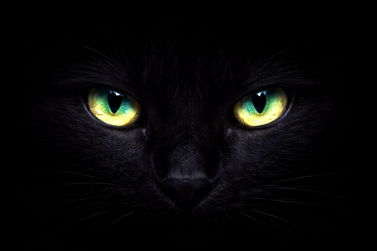 「暗闇に光る神秘的な瞳…✨ クールでミステリアスな魅力がいっぱい🐈‍⬛🖤 吸い込まれそうな美しさ！ #黒猫 #ミステリアス」Ultra-realistic high-quality close-up photograph of a black cat's mysterious yellow-green eyes vividly glowing and emerging from complete darkness. 真っ暗闇の中に浮かび上がる、黄色と緑が混ざったような神秘的な黒猫の瞳のクローズアップ写真