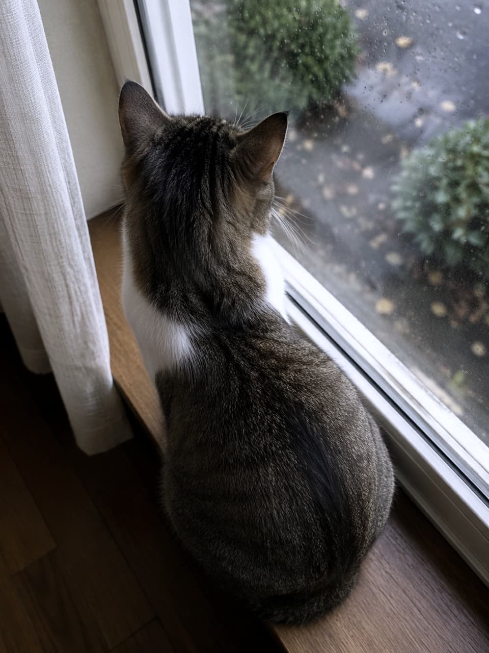 「雨の日も窓の外が気になるニャンコ☔️ 木の窓辺で、濡れたお庭をじっと見つめる後ろ姿が絵になるね🌧️🐱 #雨の日 #外観察」An overhead view of a brown and white tabby cat sitting on a wooden windowsill, looking out through a rain-streaked window at a blurry green evergreen bush and wet leaves. White sheer curtains are visible on the left. 木製の窓枠に座り、雨粒のついた窓越しに外の緑の植木と濡れた葉を眺める、キジトラ白猫の後ろ姿(頭頂部から)。左側には白いレースのカーテンが見える