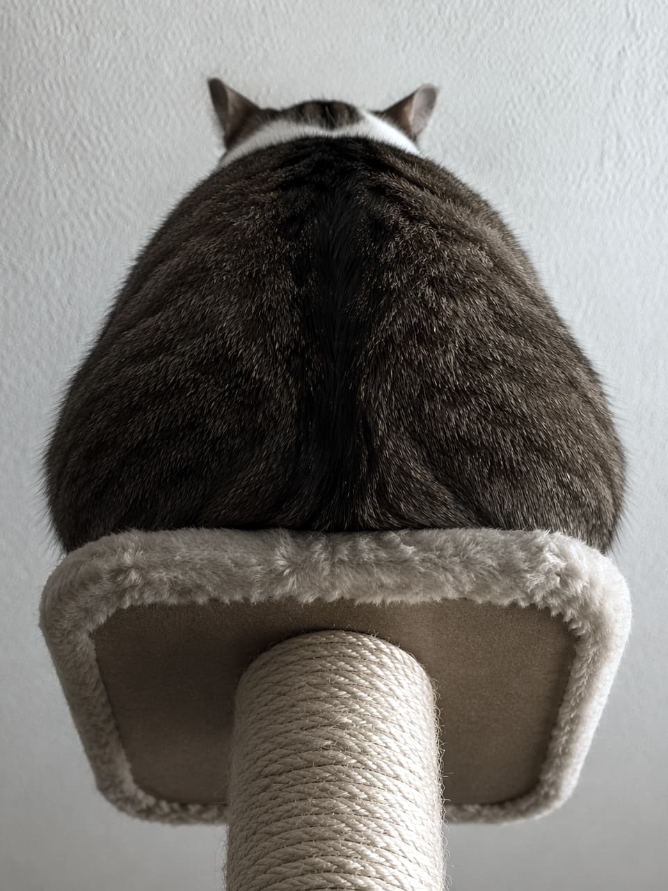 「下から失礼します!👀キャットタワーのてっぺんから見下ろす、まぁるいフォルムがたまらない魅惑のアングル!🐈☁️」Ultra-realistic high-quality photograph of a cat sitting on the top tier of a cat tree, viewed from directly below, emphasizing its round bottom. キャットタワーの最上段のベッドに座っている猫を、真下から見上げた構図の写真。丸いお尻が強調されている