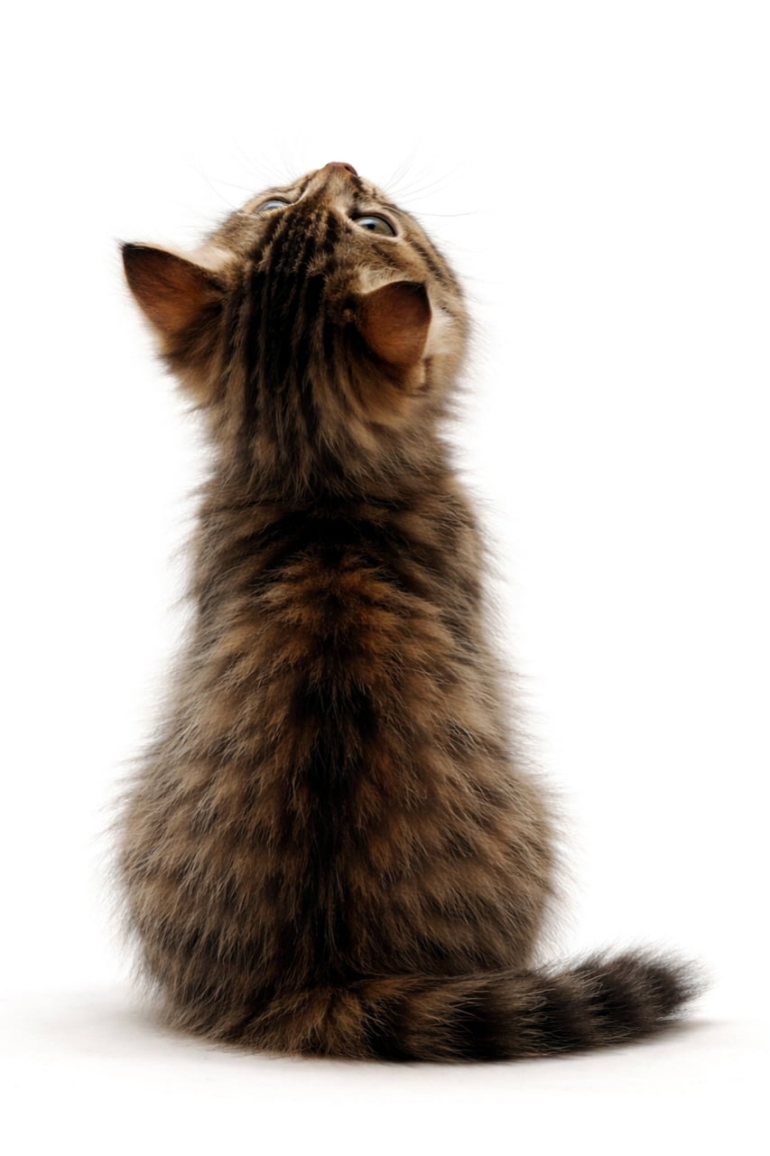 「ねえねえ、なに見ているの?🐾 上を見上げるちっちゃな後ろ姿が、守ってあげたくなる可愛さです🥺💕」Ultra-realistic high-quality photograph of a cute small tabby kitten sitting from behind and looking up against a pure white background. 真っ白な背景の前で、背中を向けてちょこんと座り、上をじっと見上げている小さなキジトラ子猫の後ろ姿