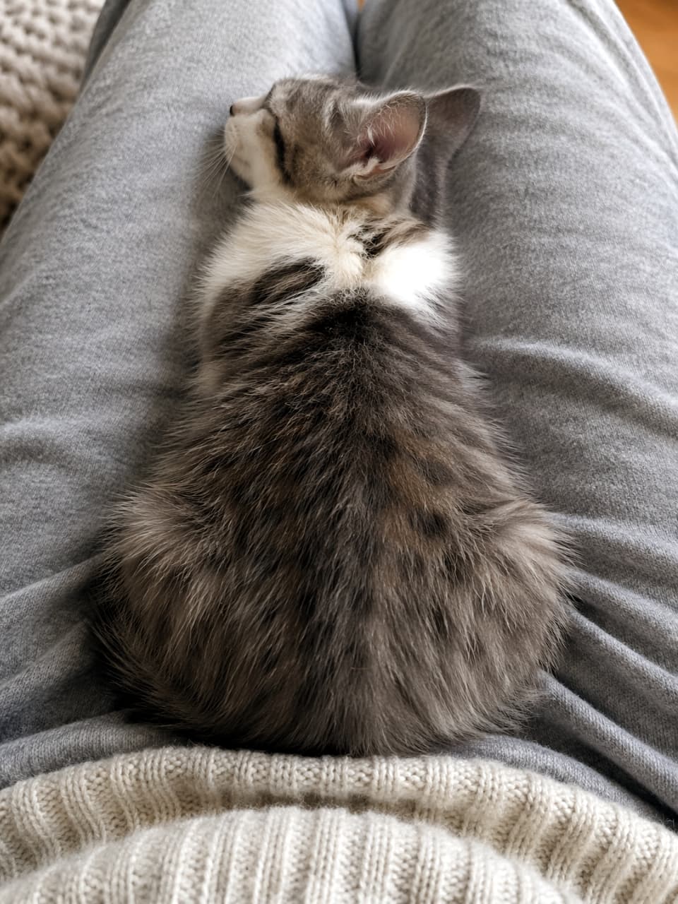 「特等席はここ!💤飼い主さんのぬくもりに包まれて、夢の中へ…。見ているだけで癒される至福の光景です🥰🍼」Ultra-realistic high-quality photograph of a peaceful kitten sleeping curled up on the lap of a person wearing gray sweatpants, view from above. グレーのスウェットパンツを履いた人の膝の上で、安心しきった様子で丸まって眠っている子猫の俯瞰写真