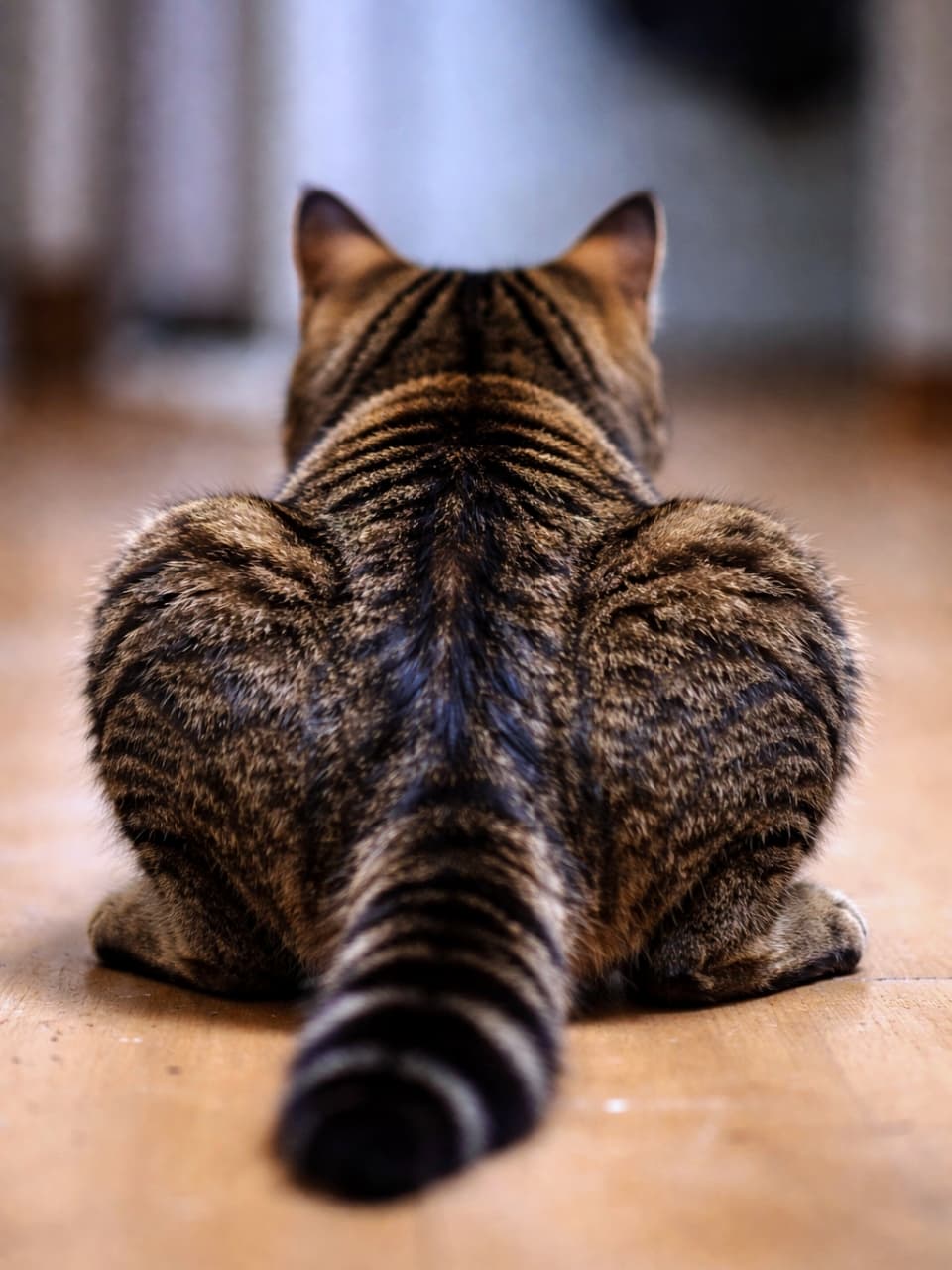 「おしりをフリフリする直前!?獲物を狙う真剣な背中から目が離せません👀✨🐾」Ultra-realistic high-quality photograph of a tabby cat from behind, crouching on a wooden floor and aiming at something, showing muscle tension. 木の床の上で伏せの姿勢を取り、前方に狙いを定めているキジトラ猫の後ろ姿。筋肉の緊張感が伝わる描写