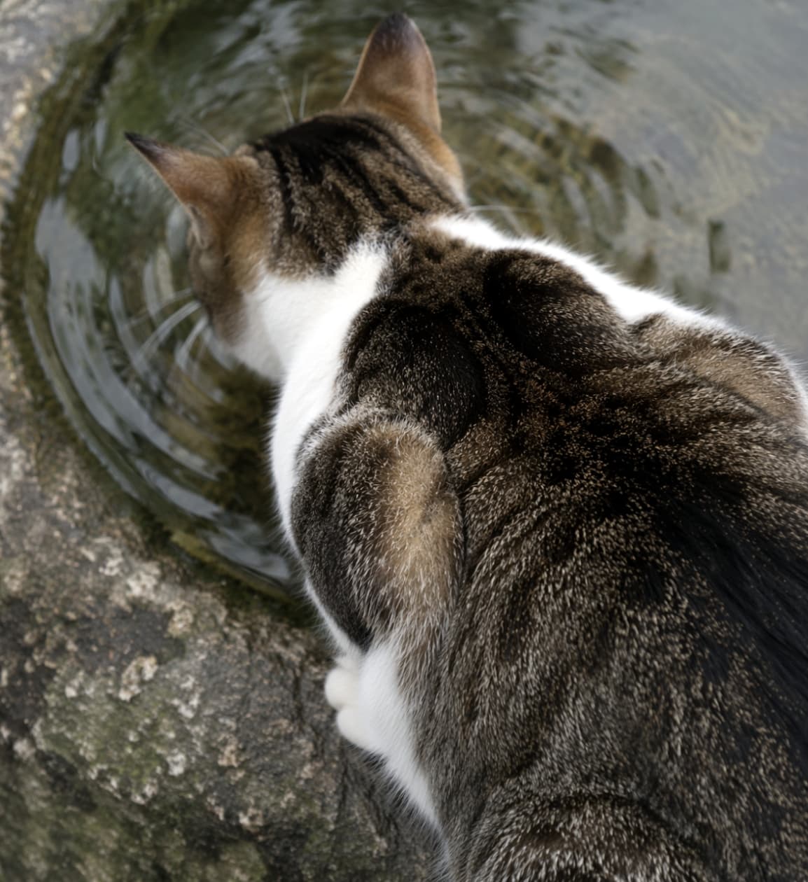 「ごくごく…💧お水に夢中な後ろ姿がたまらない!まぁるい背中と水面の波紋が涼しげな一枚です🐾🌿」Ultra-realistic high-quality photograph of a tabby and white cat drinking water from an outdoor stone bowl, viewed from above from behind, with ripples on the water surface. 屋外の石の鉢から顔を近づけて水を飲んでいるキジ白猫の後ろ姿の俯瞰写真。水面に波紋が広がっている