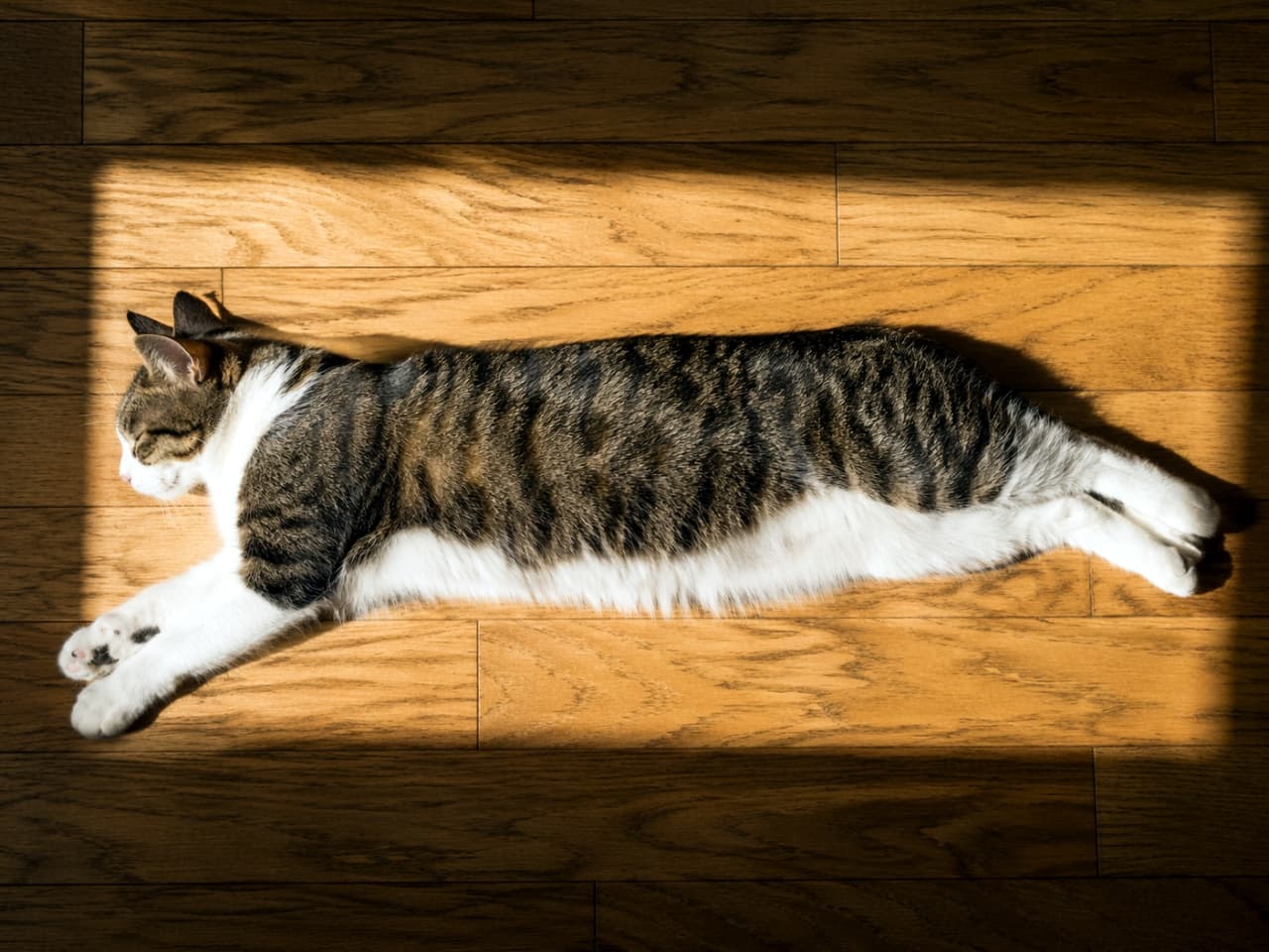 「ぽかぽかお日様最高にゃ〜☀️フローリングで全力リラックス中の猫ちゃんに癒されること間違いなし!🐈✨」Ultra-realistic high-quality photograph of a tabby and white cat stretching out and lying on a wooden floor, basking in warm sunlight from above. 暖かい太陽の光を浴びて、フローリングの床で体を長く伸ばして横たわるキジ白猫の俯瞰写真
