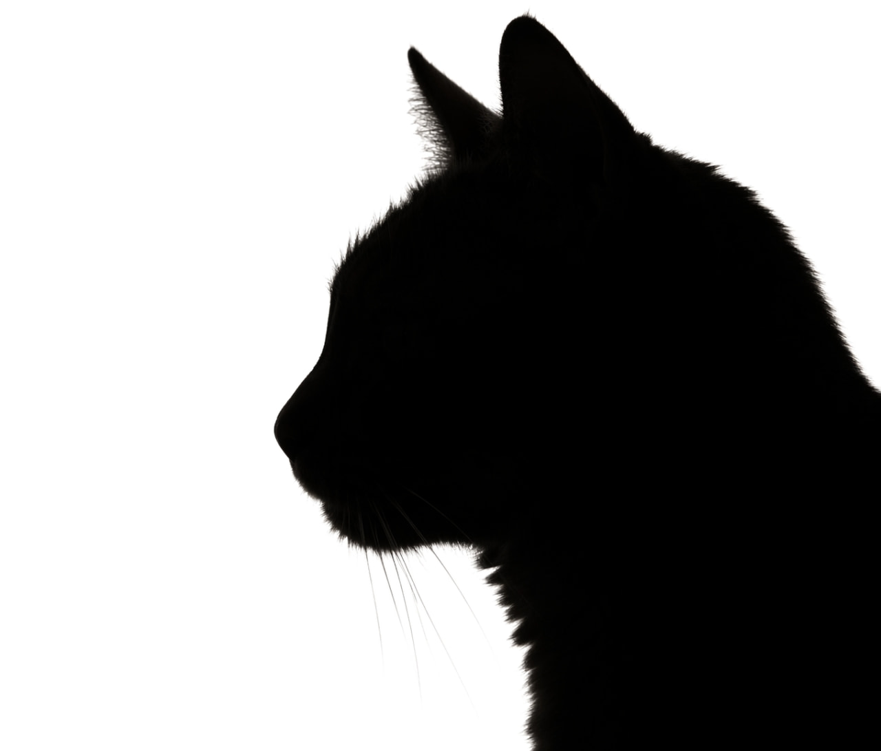 「クールでミステリアス🐈‍⬛✨白黒のコントラストが美しい、洗練された黒猫ちゃんのシルエットアートです🎨」Ultra-realistic high-quality photograph featuring a sharp silhouette of a black cat's profile against a pure white background. The outlines of the ears, whiskers, and fur are distinct. 真っ白な背景に浮かび上がる、黒猫の横顔のシルエット写真。耳の形やヒゲ、毛の輪郭までくっきりと美しく描写されている