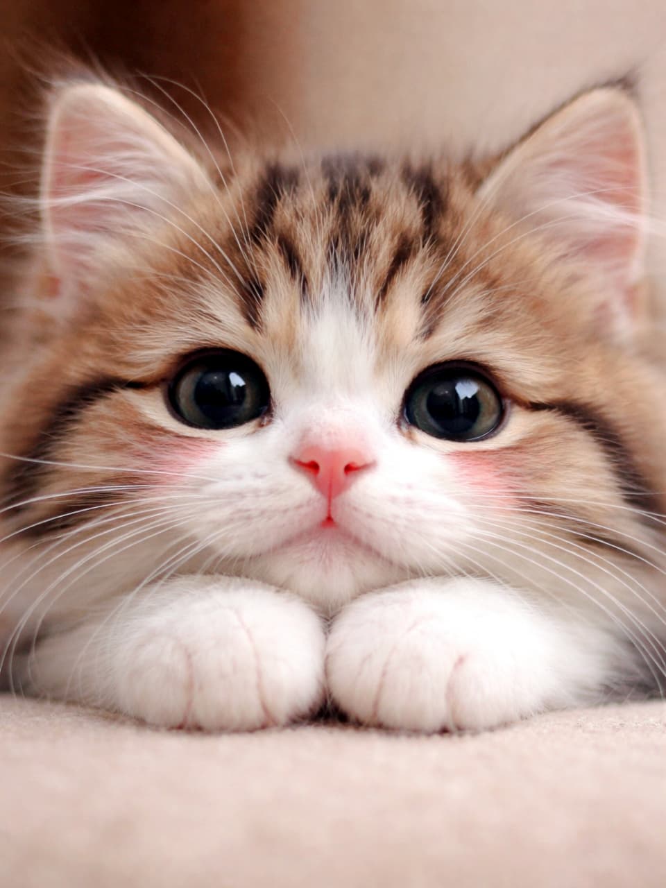 「可愛さ限界突破！🎀ふわふわの前足とピンクのほっぺがたまらない、天使のような子猫ちゃんです👼💖」Ultra-realistic high-quality photograph of a cute fluffy kitten resting its chin on its front paws. Features large expressive eyes and adorable slightly pink colored cheeks. 前足に顎を乗せて休んでいる子猫の超高品質な正面写真。ふわふわの毛並み、大きな黒目、そしてほんのりピンク色に染まった可愛らしい頬が特徴的