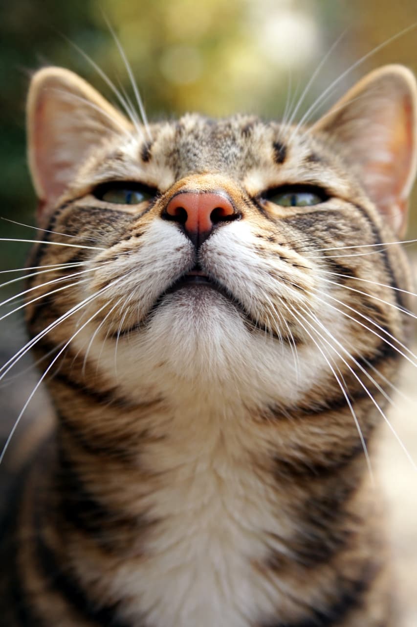 「クンクン…春の匂いがするにゃ？🌸 ちょっと得意げなお顔で上を向く姿にクスッとしちゃいますね😆🐾 #猫の日常 #お散歩気分」Ultra-realistic high-quality photograph of an adult tabby cat looking up and sniffing the air from a low angle, with a beautifully blurred background. 屋外の自然な光の中で、鼻を高く上げて匂いを嗅ぐような仕草をする大人のキジトラ猫のローアングル写真。背景の美しいボケが被写体を引き立てています