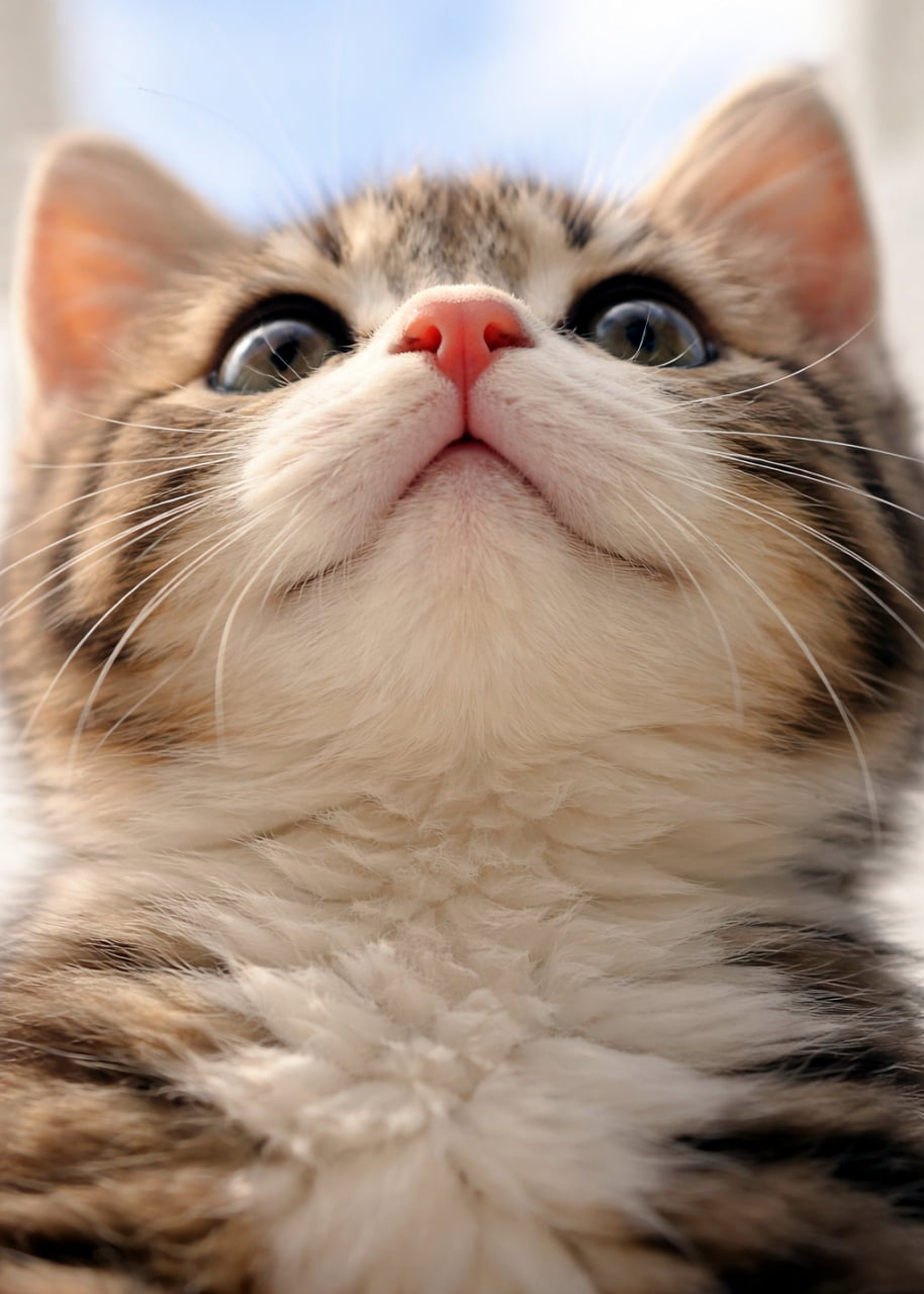 「何を見つけたのかな？👀✨ ワクワクが止まらない子猫のキラキラな瞳から目が離せません💖 #子猫 #猫好き」Ultra-realistic high-quality photograph of a tabby kitten looking up from a low angle, highlighting its round eyes and pink nose against a bright background. 下からのアングルで見上げるキジトラ子猫のクローズアップ写真。明るい背景に、丸い瞳とピンクの鼻先が際立っています