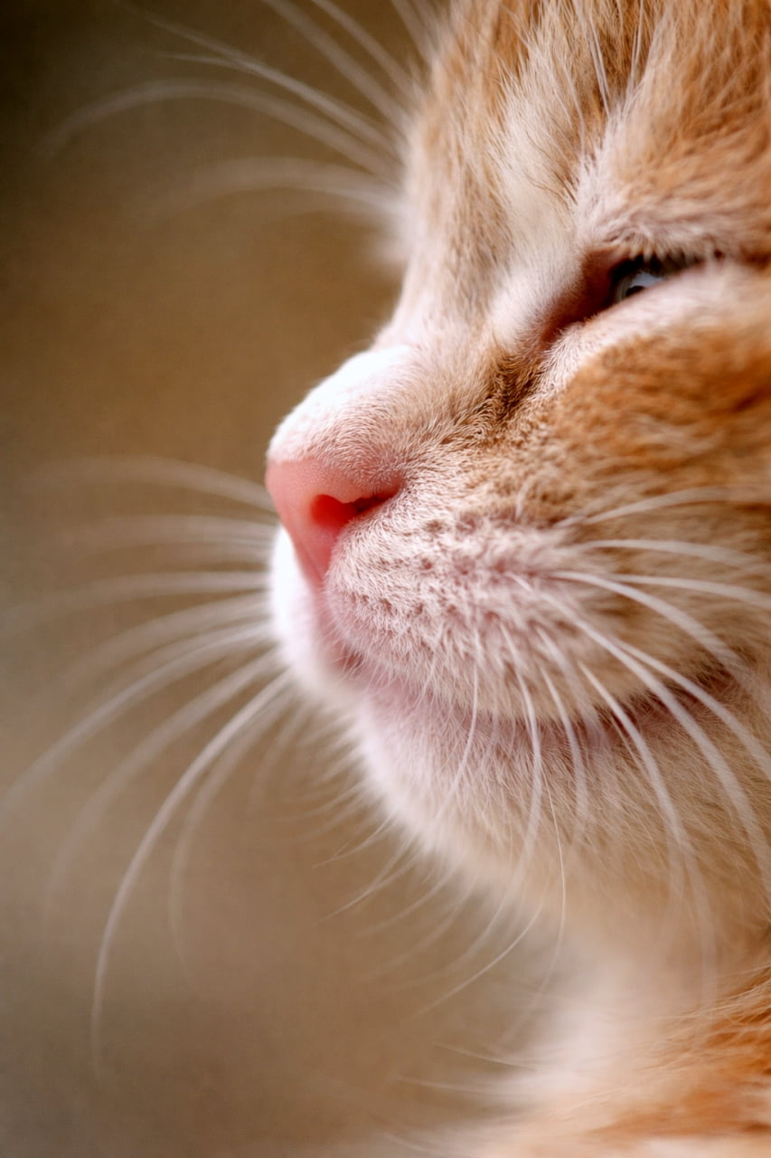 「ぷにぷにのピンクお鼻にタッチしたくなる🥺🧡柔らかな光に包まれた癒しの1枚📸 #茶トラ子猫 #癒し猫」Ultra-realistic high-quality photograph of an orange tabby kitten's profile bathed in soft natural light. A macro shot clearly showing a cute pink nose, fluffy mouth area, and long, delicate whiskers. 柔らかな自然光に包まれた茶トラ子猫の横顔マクロ写真。可愛らしいピンクの鼻、ふんわりとした口元、長く繊細な髭が鮮明に描写された温かみのある高画質写真