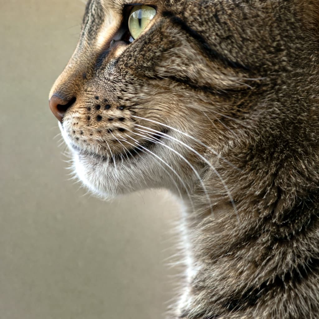 「緑色の瞳が美しいキジトラさんの横顔✨ 落ち着いた雰囲気が素敵！🐈 #猫のいる暮らし #キジトラ」Ultra-realistic high-quality photograph of a tabby cat in profile, facing left against a dark, muted background. Detailed features include vivid green eyes, distinct stripes, and long white whiskers. 暗めの落ち着いたトーンの背景に、左向きに座るキジトラ猫の横顔。鮮やかな緑色の目と、特徴的な縞模様、長い白いヒゲが詳細に描写されている