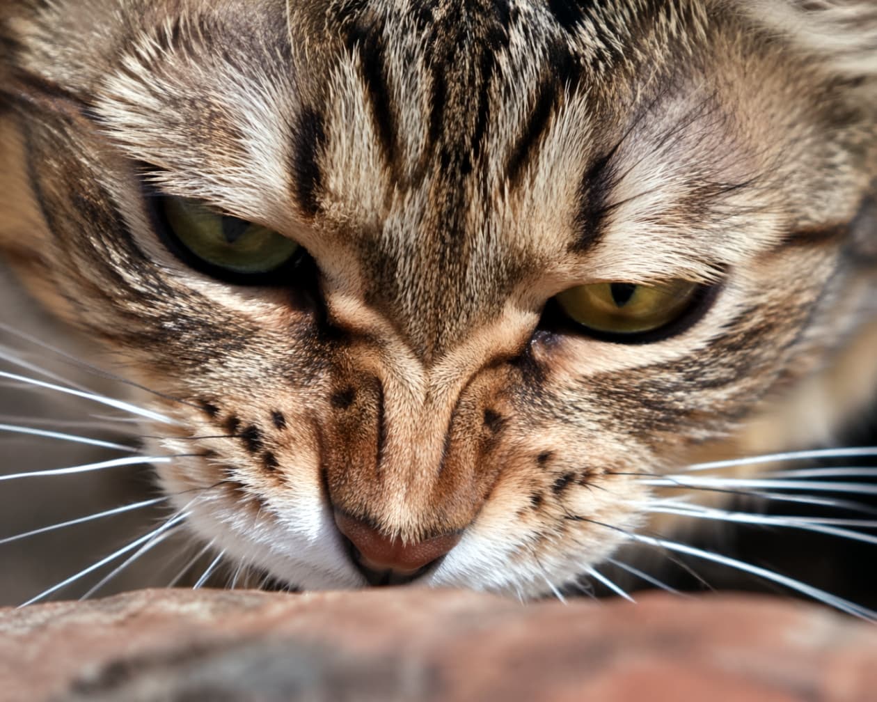 「「むむ？これはニャンだ？」🐱レンガの上が気になって仕方ない様子の猫ちゃん。真剣なお顔がたまらなくキュート！🔍✨」A close-up shot of a tabby cat looking down intensely and curiously at a rough reddish-brown surface. レンガのような赤茶色のゴツゴツした表面を、真剣な眼差しでじっと見つめている好奇心旺盛なキジトラ猫のアップ写真