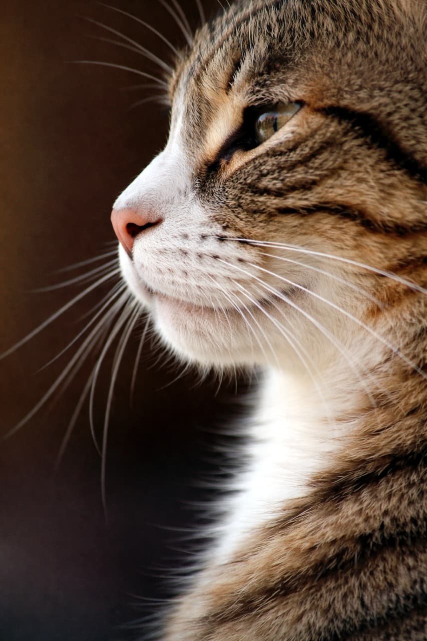 「ピンクのお鼻がチャームポイント💖 優しい横顔に癒やされる～🐾 #猫 #キジ白 #癒やし」Ultra-realistic high-quality photograph of a tabby and white cat in profile, looking left against a dark background. Features including the pink nose, white chest fur, and long whiskers are softly illuminated.暗い背景を背に、左を向いているキジ白（タビー＆ホワイト）の猫の横顔。ピンク色の鼻と、白い胸元の毛、長いヒゲがふんわりとした光に照らされている