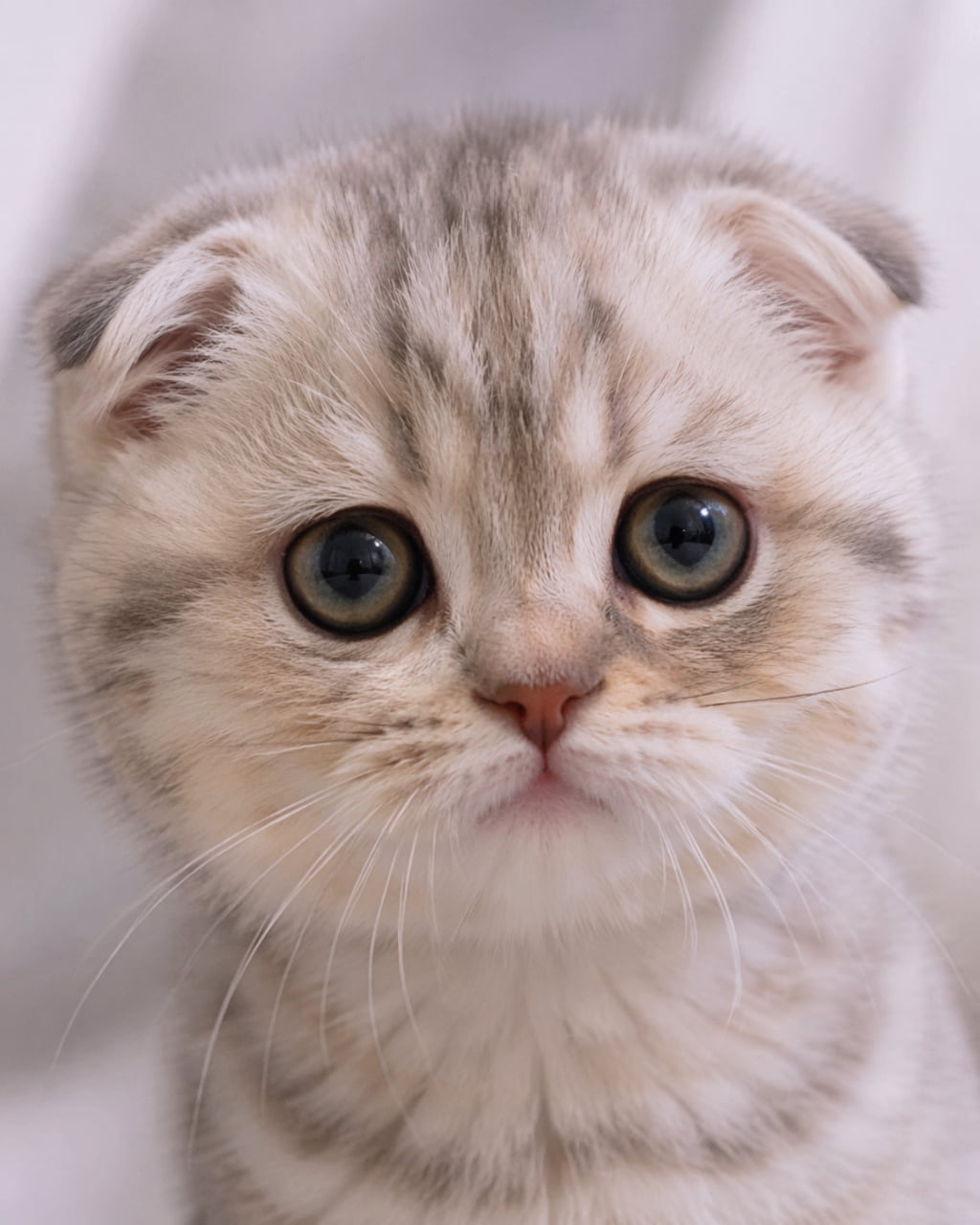 「あざとかわいいとはまさにこのこと🥺💕ずっと見つめていたくなる可愛さです！🍼✨ #スコティッシュフォールド #子猫のいる生活」Ultra-realistic high-quality photograph of an adorable kitten with large round eyes and folded ears in a soft tone. 大きな丸い瞳と垂れた耳が愛らしい、子猫の正面ポートレート超高画質写真。柔らかいトーンでまとめられている