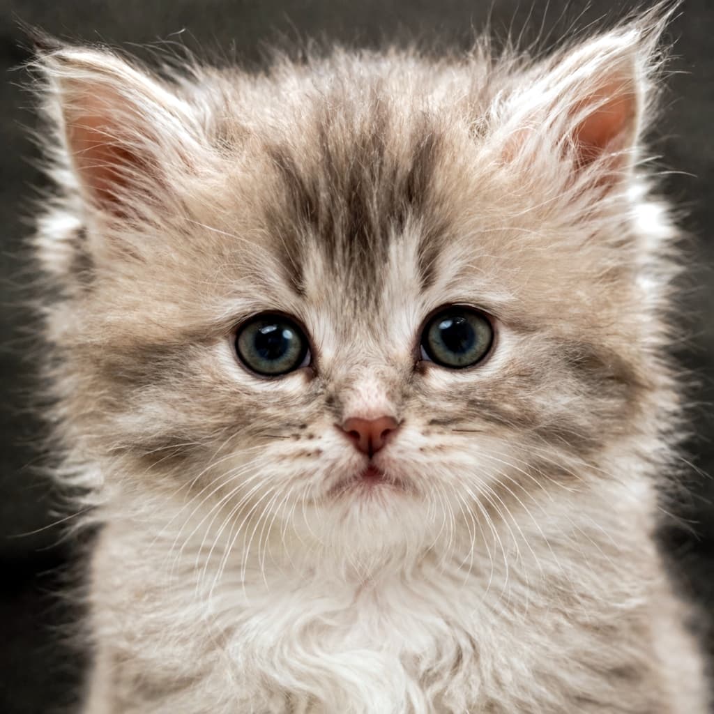 「まん丸おめめとふわふわの毛並みが天使すぎる…👼 ずっと見つめ合っていたい可愛さです💕🐈」Ultra-realistic high-quality photograph of a fluffy long-haired grey kitten in a front-facing close-up portrait. Staring intently directly at the camera with big round eyes. グレー系の長毛のふわふわな子猫の正面クローズアップポートレート。丸く大きな瞳で真っ直ぐにこちらを見つめている