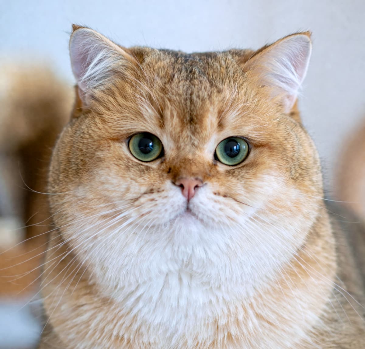 「まん丸おめめに見つめられたらキュン死確定💘もふもふゴールデンに癒されてね✨ #猫好きさんと繋がりたい #もふもふ」Ultra-realistic high-quality photograph of a golden British Shorthair cat looking directly at the camera. Detailed portrait featuring a round face, large emerald green eyes, fluffy fur, and bright natural lighting. 正面を見つめるゴールデンブリティッシュショートヘアのリアルなポートレート。丸い顔、大きなエメラルドグリーンの瞳、ふわふわの毛並みが詳細に描写され、明るい自然光が当たっている高画質写真