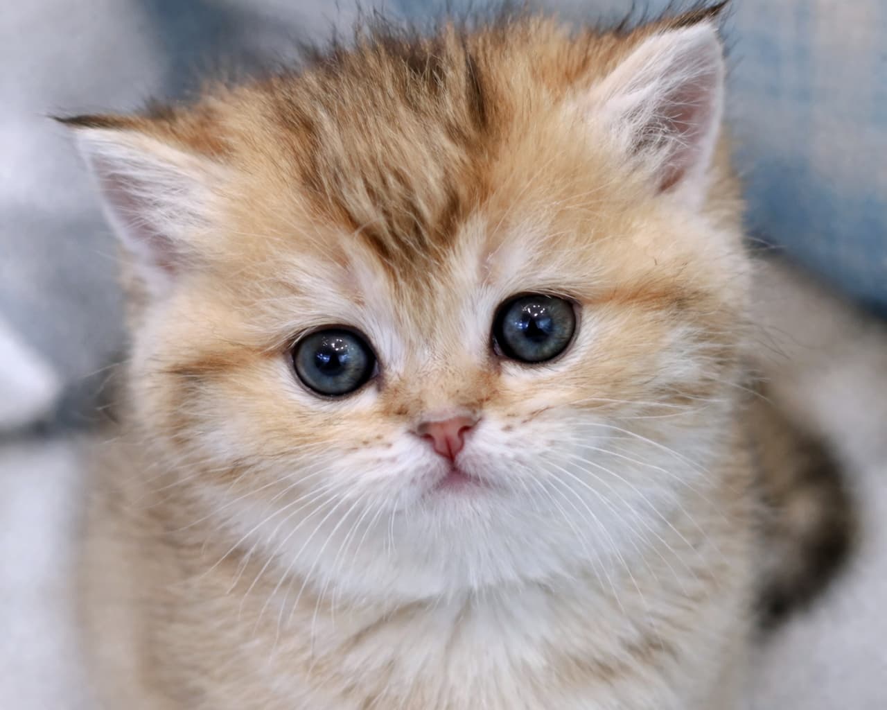 「ぬいぐるみのような可愛さにキュン死注意報🚨 きゅるきゅるのおめめに見つめられたらメロメロです🥺✨」Ultra-realistic high-quality photograph of a golden fluffy kitten in a front-facing portrait. Featuring adorable large round eyes looking slightly upwards against a light fabric background. 明るい茶色（ゴールデン）系のふわふわな子猫の正面ポートレート。少し上目遣いの大きくて丸い瞳が愛らしく、背景は明るい布地