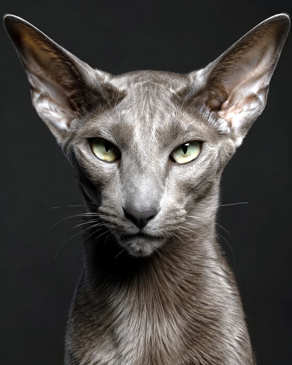 「この高貴なオーラ、ひれ伏してしまいそう…✨圧倒的な存在感のポートレートです🐈‍⬛🖤 #オリエンタルショートヘア #猫様」Ultra-realistic high-quality photograph of a majestic gray cat with large ears and a sharp facial structure facing forward against a dark background. 大きな耳とシャープな顔立ちが特徴的なグレーの猫の正面ポートレート超高画質写真。威厳のある表情でこちらを見つめている
