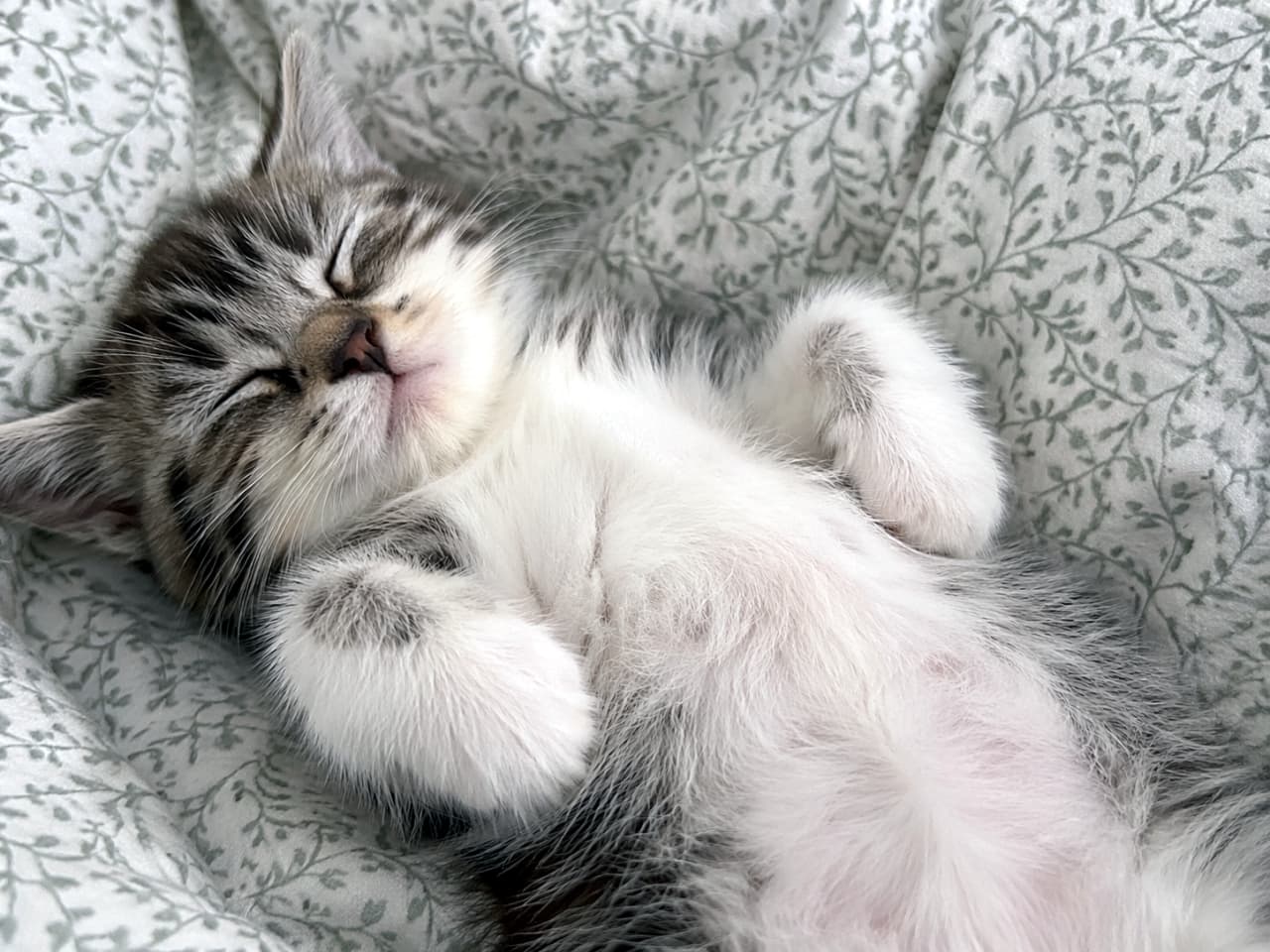 「可愛いおててを胸にのせて、夢の中へしゅっぱーつ！☁️💤 どんな楽しい夢を見ているのかな？幸せそうな寝顔にきゅん💕」An adorable tabby and white kitten sleeping peacefully on its back on a bed with light green floral patterned sheets, its paws curled gently on its chest. 淡いグリーンの花柄のシーツの上で仰向けになり、前足を胸の上で可愛らしく丸めながらスヤスヤと穏やかに眠るキジトラ白の子猫