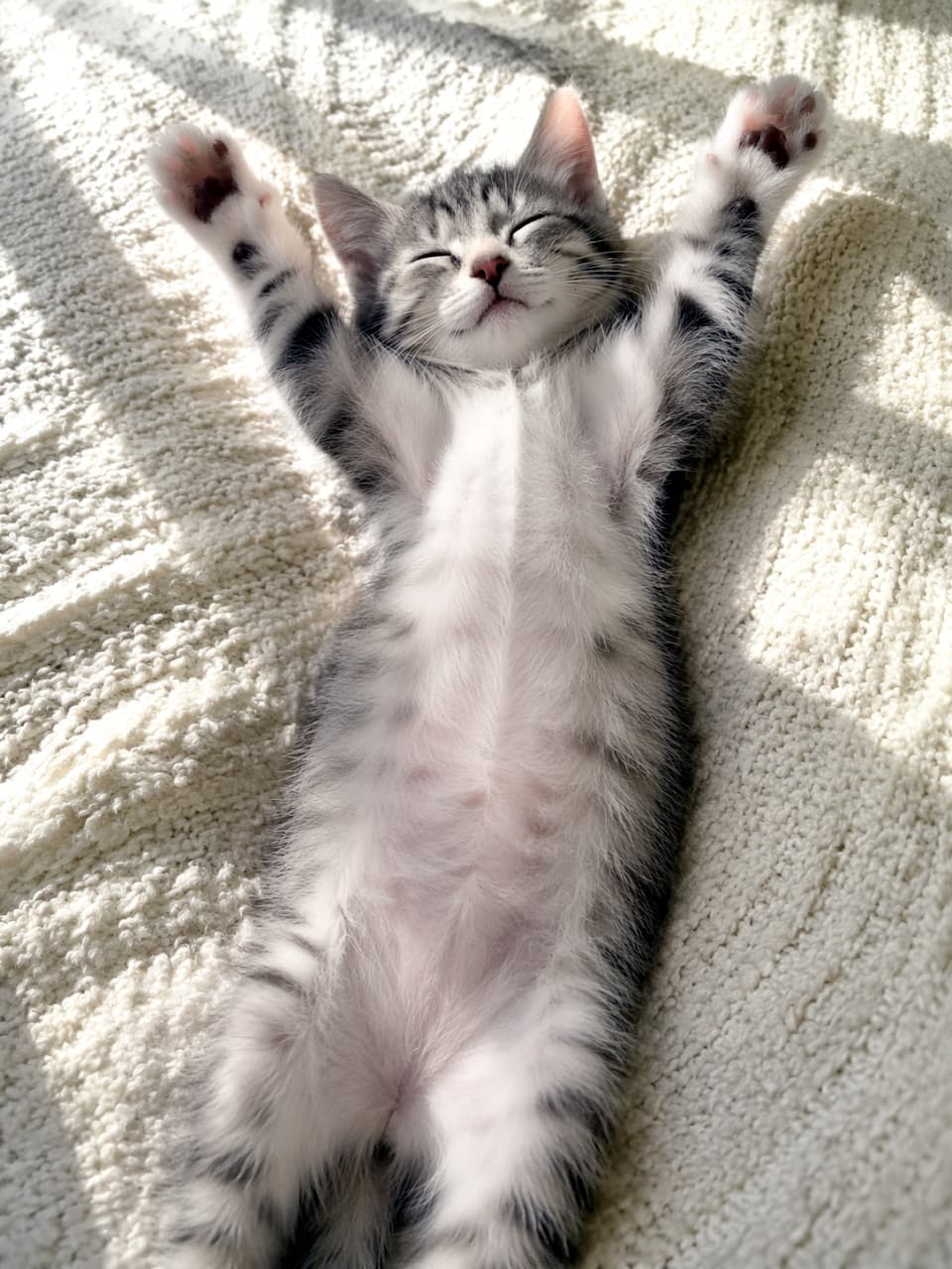 「お日様のポカポカパワーでぐーんと背伸び！🌞 肉球もバンザイしてて、見ているだけで癒やされちゃうね🐾✨」A cute tabby kitten lying on its back on a textured white blanket, eyes closed, blissfully stretching both front paws upward in the warm sunlight. 暖かい日差しを浴びながら、白いブランケットの上で仰向けになり、両手を大きく上に伸ばして気持ちよさそうに眠るキジトラの子猫