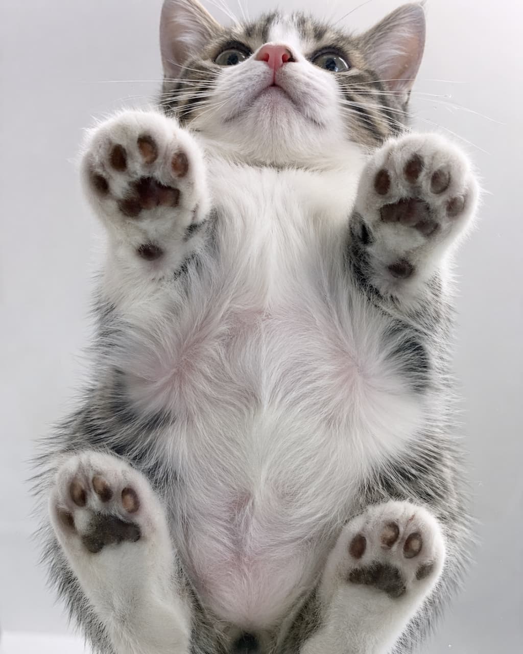 「下からのアングル、最高すぎない！？🐾 ガラスにむぎゅっと押し当てられたピンクの肉球と、もふもふお腹のコンボが反則級😍」A unique bottom-up view of a tabby and white kitten standing on a transparent glass surface, revealing its soft belly fur and all four paw pads pressed flat against the glass. 透明なガラスの上に立つキジトラ白の子猫を真下から見上げたユニークな構図で、ガラスに押し当てられた肉球とふわふわのお腹がはっきりと見える写真