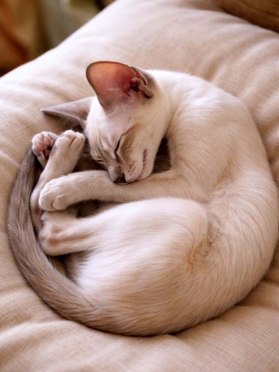 「クッションでまん丸になって眠るオリエンタル子猫ちゃん🐾 長い肢を折りたたんで、繊細なボールみたい。この寝顔に癒やされる💕」A photorealistic photograph of an oriental-type kitten curled up tightly and sleeping soundly on a soft beige cushion. The kitten has intricately folded its long, slim limbs and tail into its body, forming a delicate ball shape. The focus is on its large ears, closed eyes, and delicate pink nose. The texture of the fur and the cushion are detailed. Soft natural light. 柔らかいベージュのクッションの上で、固く丸くなって眠っているオリエンタルタイプの子猫の写実的な写真。子猫は、長くて細い肢と尾を体の中に巧みに折りたたみ、繊細なボールのような形になっている。その大きな耳と、閉じた目、繊細なピンクの鼻に焦点が合っている。毛並みとクッションのテクスチャが詳細に描写されている。柔らかい自然光