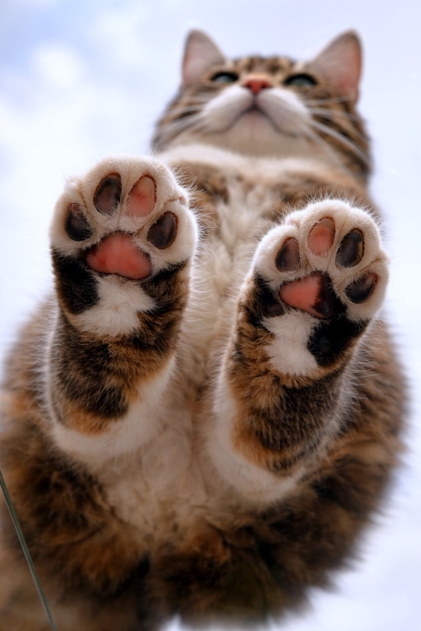 「肉球マニア必見👀🐾 普段は見られないアングルからのぷにぷにお届けします🎁 触りたくなっちゃう…！🤤 #肉球」Ultra-realistic high-quality photograph of a cat sitting on a transparent glass surface viewed from below, focusing purely on a macro shot of its front paw pads. 透明なガラスの上に座る猫を下から見上げた構図の写真。2つの前足のピンクと黒が混ざった肉球が画面中央に大きく、詳細に写し出されている