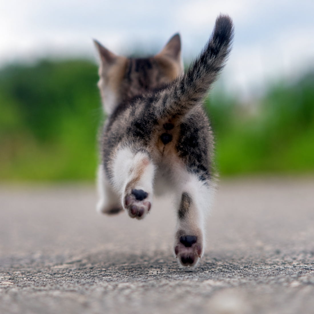 「猛ダッシュする子猫を後ろから激写📸 ぷにぷにの肉球が全開で見えちゃってるのが可愛すぎて、もうたまらな〜い！🐾💨」A high-speed action shot taken from a low angle, showing the rear view of a fluffy kitten running away. The focus is sharp on the pink paw pads of its hind legs, which are lifted mid-stride. The natural connection between the moving legs and the body emphasizes a sense of dynamic energy and adorable movement. ローアングルから撮影された、遠ざかっていく子猫の後ろ姿。高速シャッタースピードにより、地面を蹴り上げた瞬間の後ろ足のピンク色の肉球が鮮明に捉えられています。動いている足と体が自然に繋がり、一生懸命に走る子猫の躍動感と可愛らしさが細部まで描写された一枚です