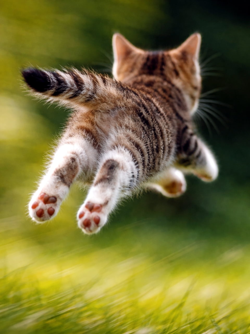 「そぉーいっ！！🐾💨 元気いっぱいの大ジャンプ！見事な飛行姿勢に100点満点あげちゃいます💯✨ #躍動感 #猫のジャンプ」Ultra-realistic high-quality photograph of a tabby kitten jumping mid-air over green grass viewed from behind, capturing the dynamic motion and its back paws in flight. 緑の草原の上をジャンプして遠ざかっていくキジトラ子猫の後ろ姿。空中に浮いた状態で、ピンと伸びた後ろ足の肉球が鮮明に写っている