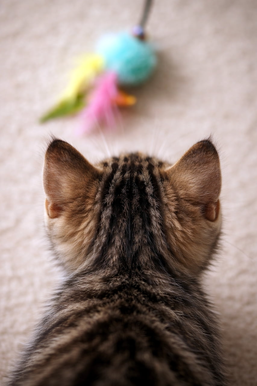 「あのおもちゃ、絶対に捕まえるにゃ！🐱💨好奇心旺盛な子猫ちゃんの後ろ姿、たまらなく可愛いですよね💕」Ultra-realistic high-quality photograph of the back of a tabby kitten's head looking at a cat toy blurred in the background. The small, perked-up ears are extremely adorable. 前方にあるおもちゃ（猫じゃらし）をじっと見つめるキジトラ子猫の後ろ姿の高画質写真。ピンと立った小さな耳が愛らしい