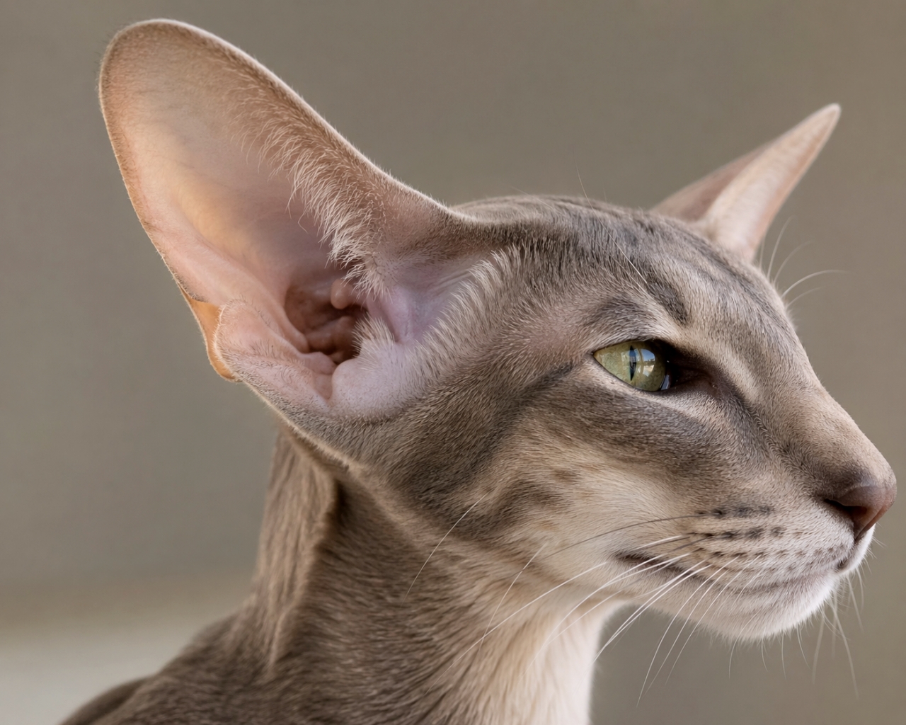 「驚異の大きなお耳！横顔もとってもエレガント、何を聞いてるの？🐾👂✨ #美猫」A very close-up portrait of a majestic, slender Oriental-type cat, possibly an Oriental Shorthair, in profile looking to the right. The cat has large, striking green eyes and exceptionally large, upright ears. Its coat is short, smooth, and shows a subtle lilac tabby pattern. A single prominent ear with fine details is in the foreground. The background is a soft, warm-grey blur, highlighting the intricate details of the cat's face, whiskers, and ear structure. 大きく、緑色のアーモンド型の目と非常に大きく、直立した耳を持つ、威厳のある細身のオリエンタルタイプの子猫（おそらくオリエンタルショートヘア、または関連する品種）の非常にクローズアップしたポートレートです。猫の毛皮は滑らかで短毛のライラックトラ柄です。その顔は横顔で、強烈でエレガントな表情で右を見ています。細い毛が生えた1つの目立つ耳が左手前にあり、内耳道の詳細が示されています。背景は柔らかく暖かいグレーのボケで、クリーンなコントラストを提供しています