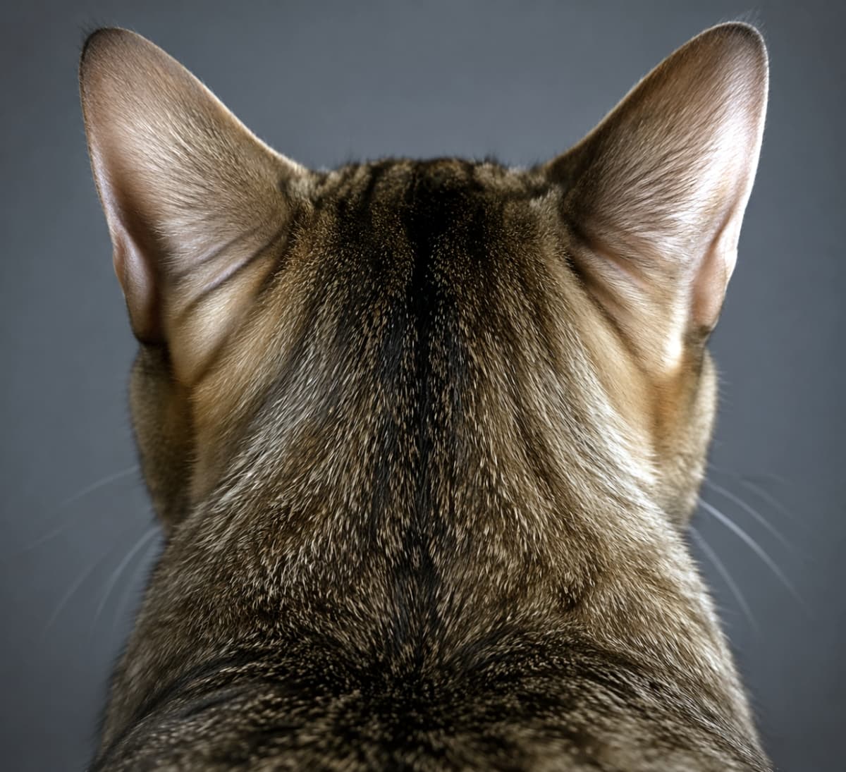 「魅惑の後頭部とピンと立ったお耳にズームイン🔍🐈猫好きにはたまらない、マニアックで可愛いアングルです💖」Ultra-realistic high-quality close-up photograph of a tabby cat from behind against a dark grey background, showing detailed fur on the back of the head and perked-up ears. ダークグレーの背景で撮影された、キジトラ猫の後ろ姿のクローズアップ写真。ピンと立った両耳と後頭部の美しい毛並みが詳細に描写されています